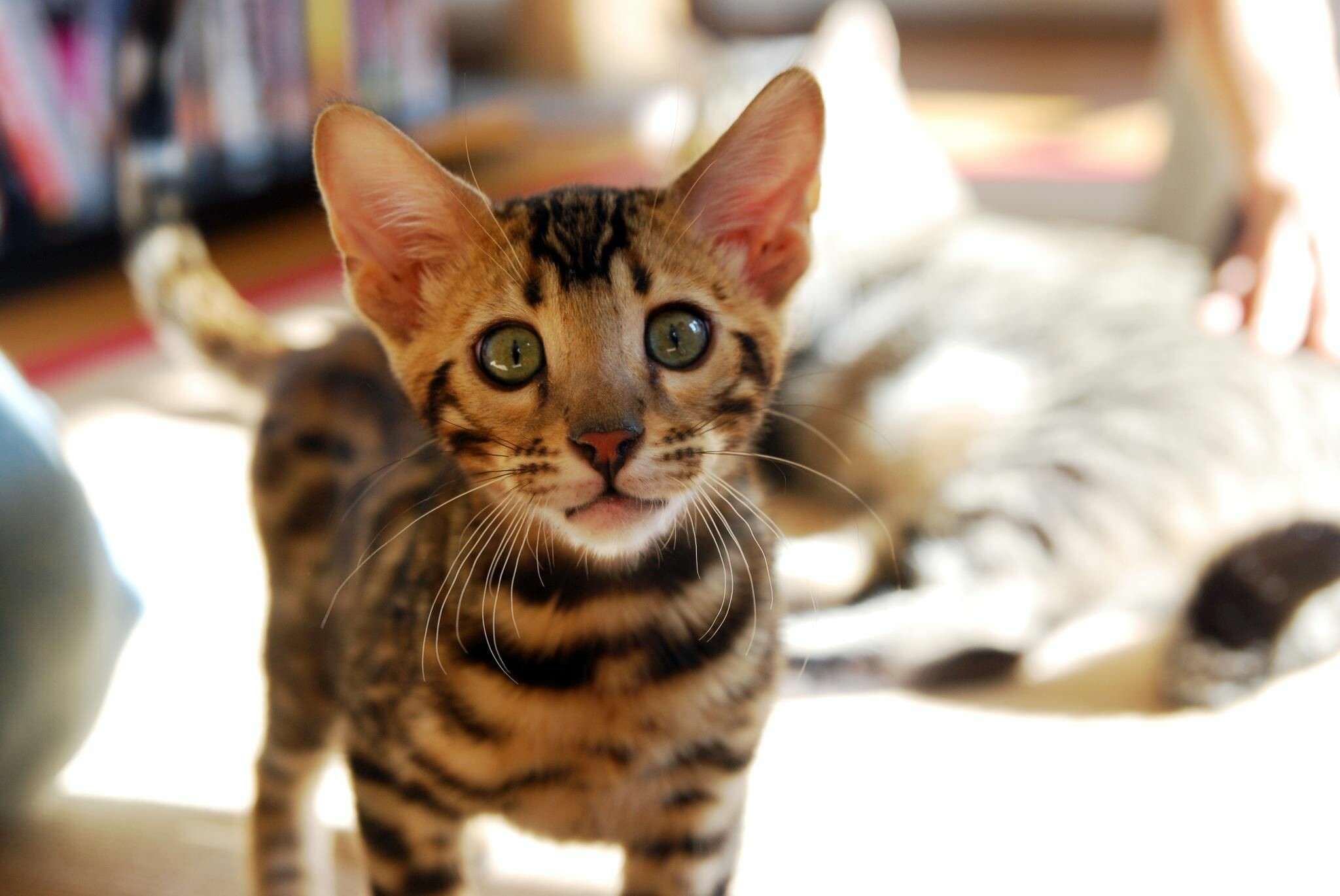 Close-up, Bengal Cats Wallpaper, 2050x1370 HD Desktop