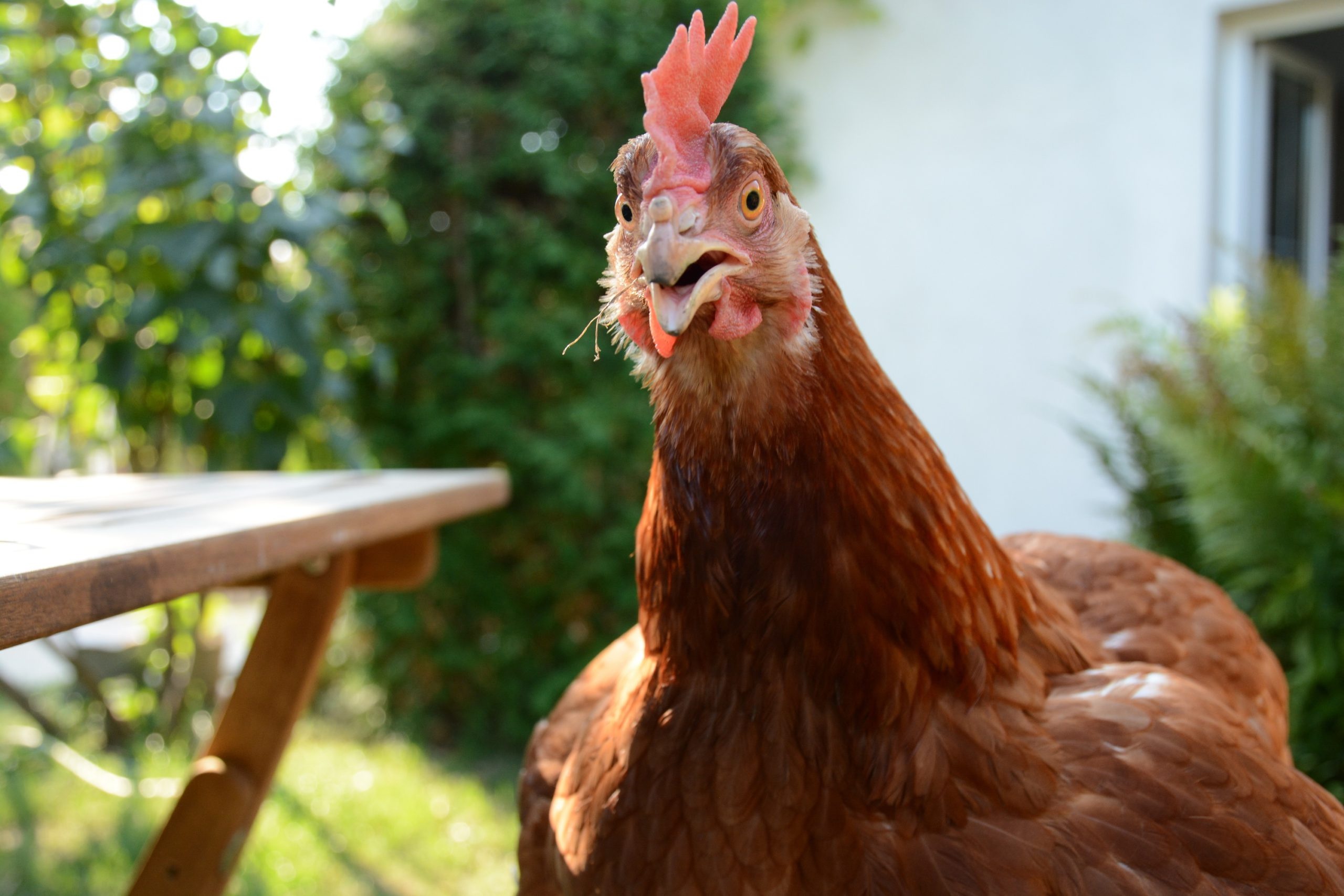 Hen (Animals), Hens hunt for homes, Chickens in Athenry, Galway daily, 2560x1710 HD Desktop