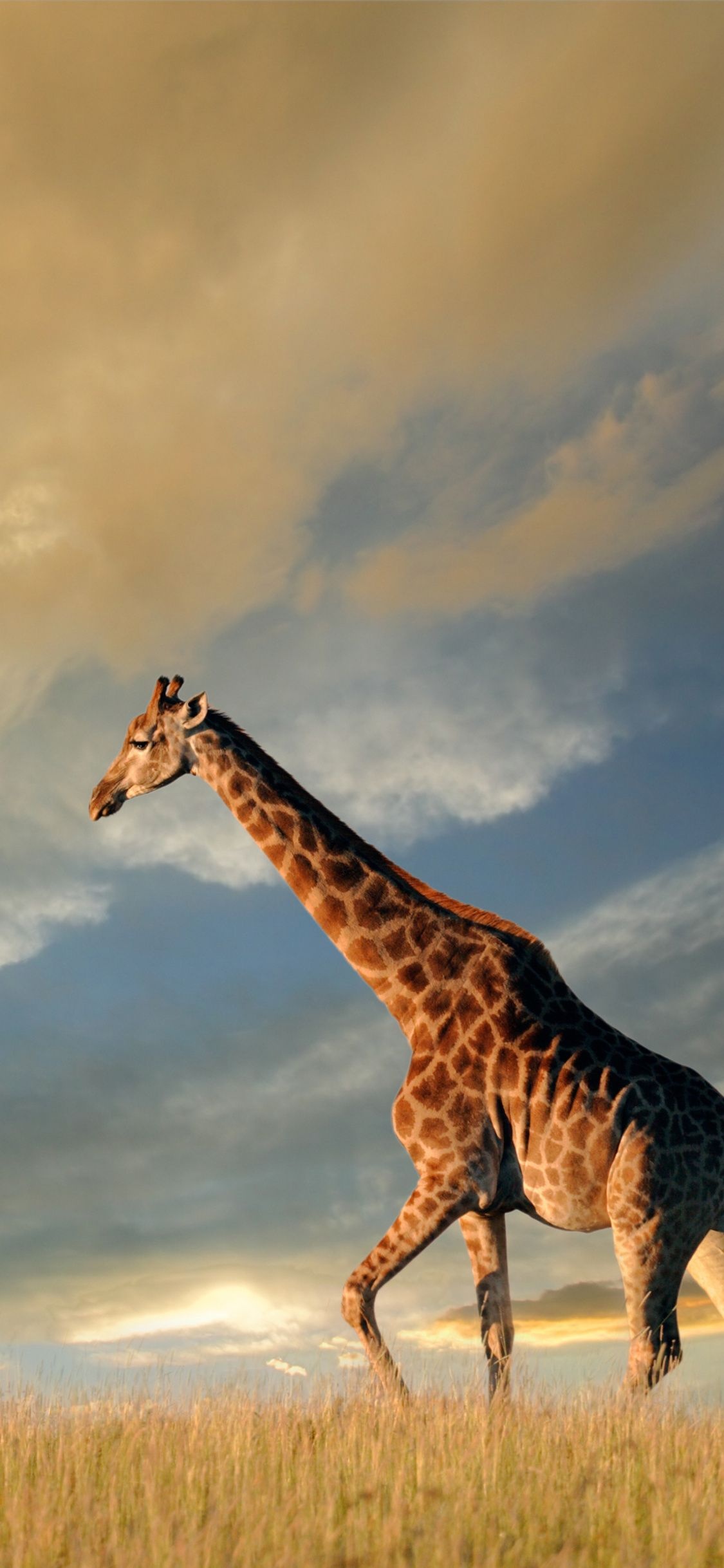 Giraffe iPhone allure, Stunning wallpapers, Mobile elegance, Captivating beauty, 1130x2440 HD Phone