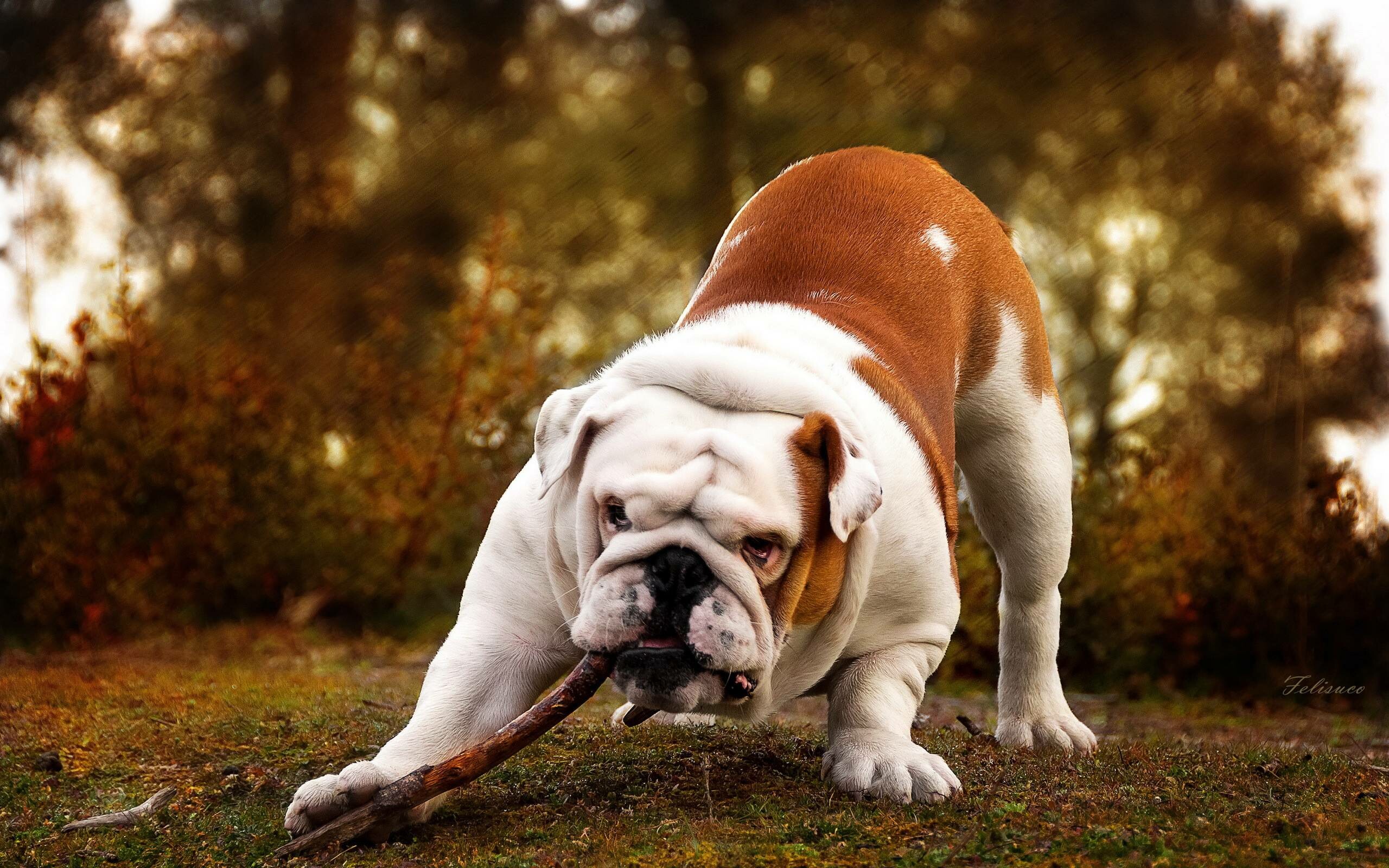 Bulldog, English breed, Wallpapers, Backgrounds, 2560x1600 HD Desktop