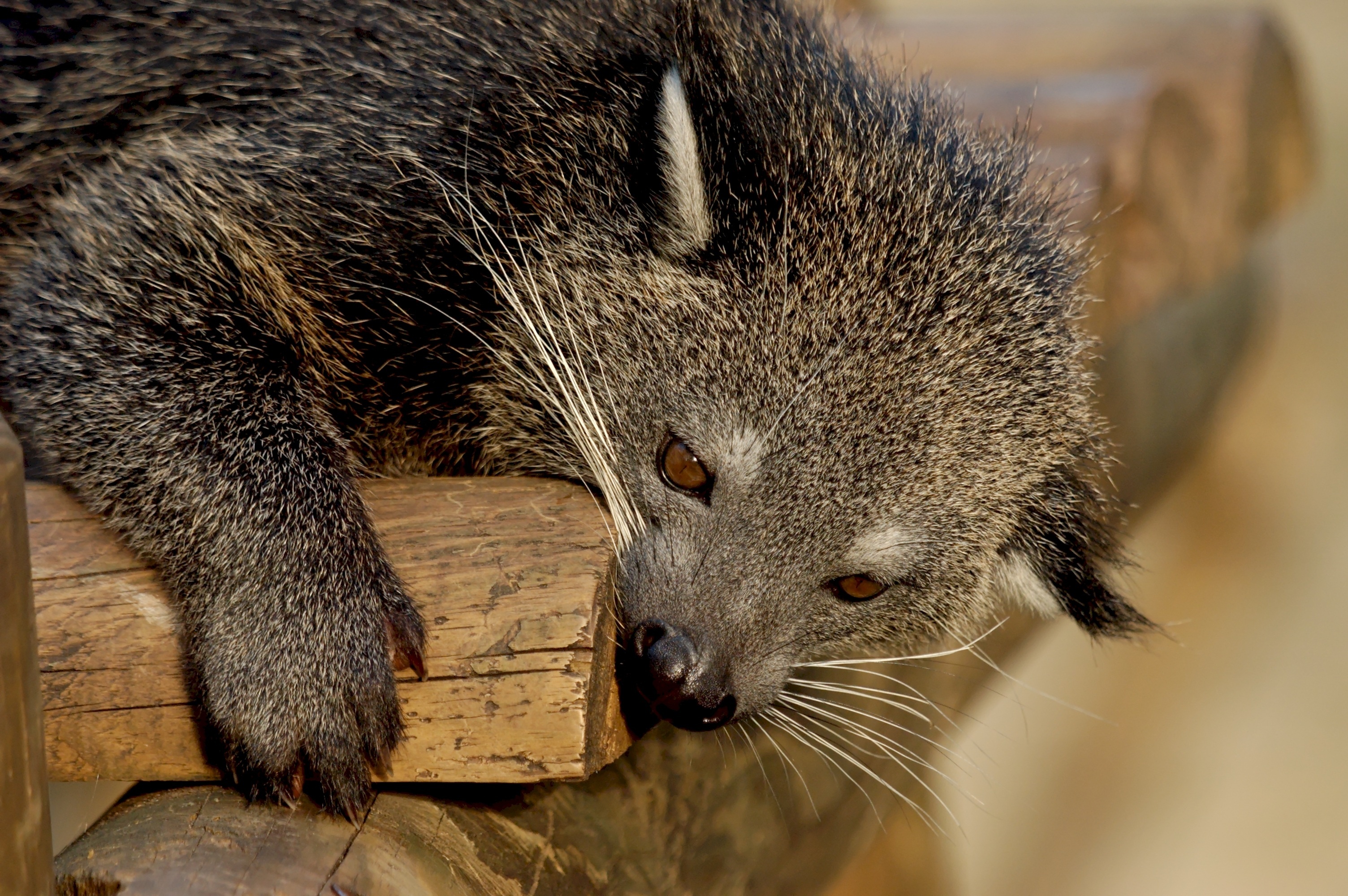 Binturong photo, Free image download, 3010x2000 HD Desktop