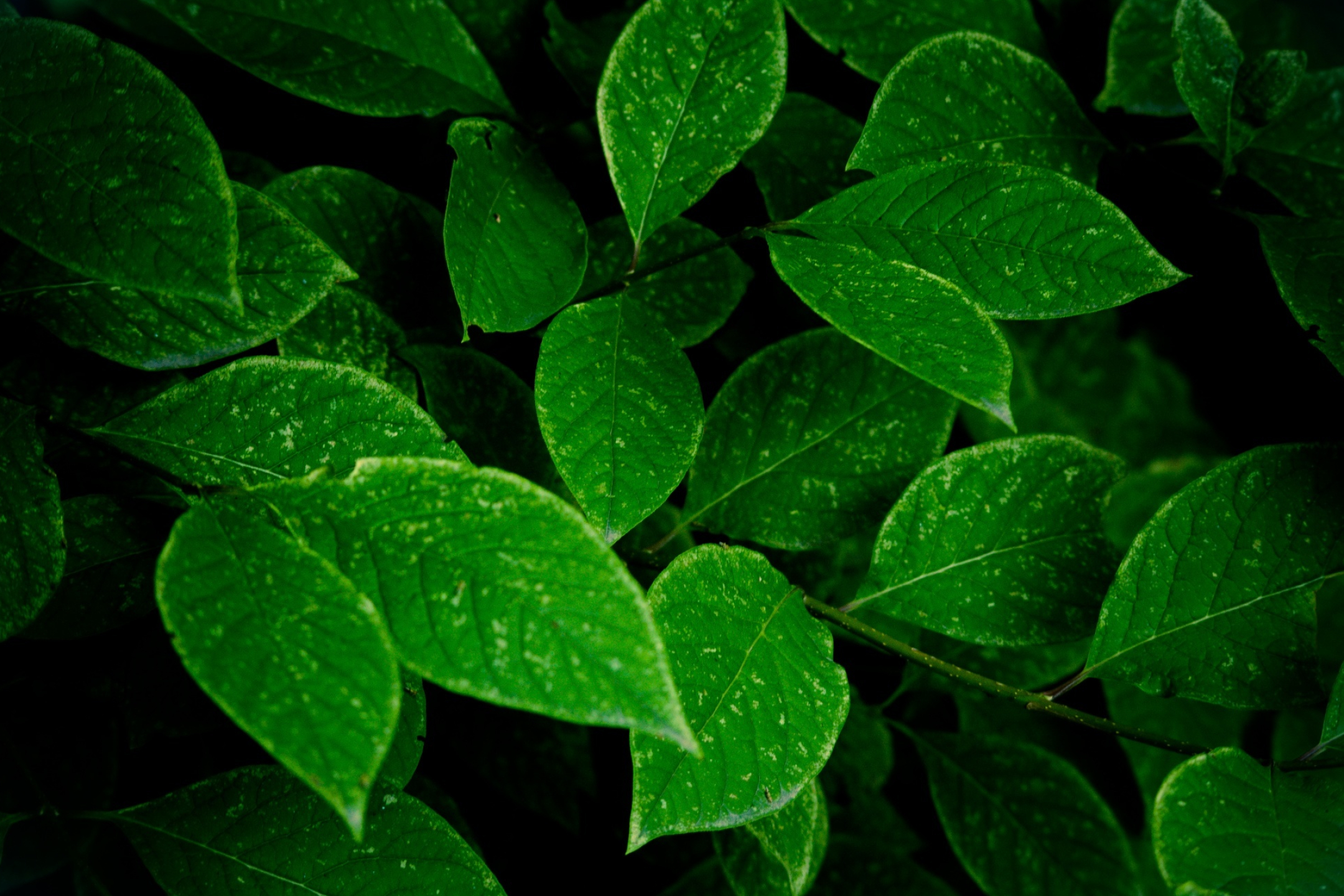 Green Leaf, Dark green leaves, Most popular, Backgrounds, 2160x1440 HD Desktop