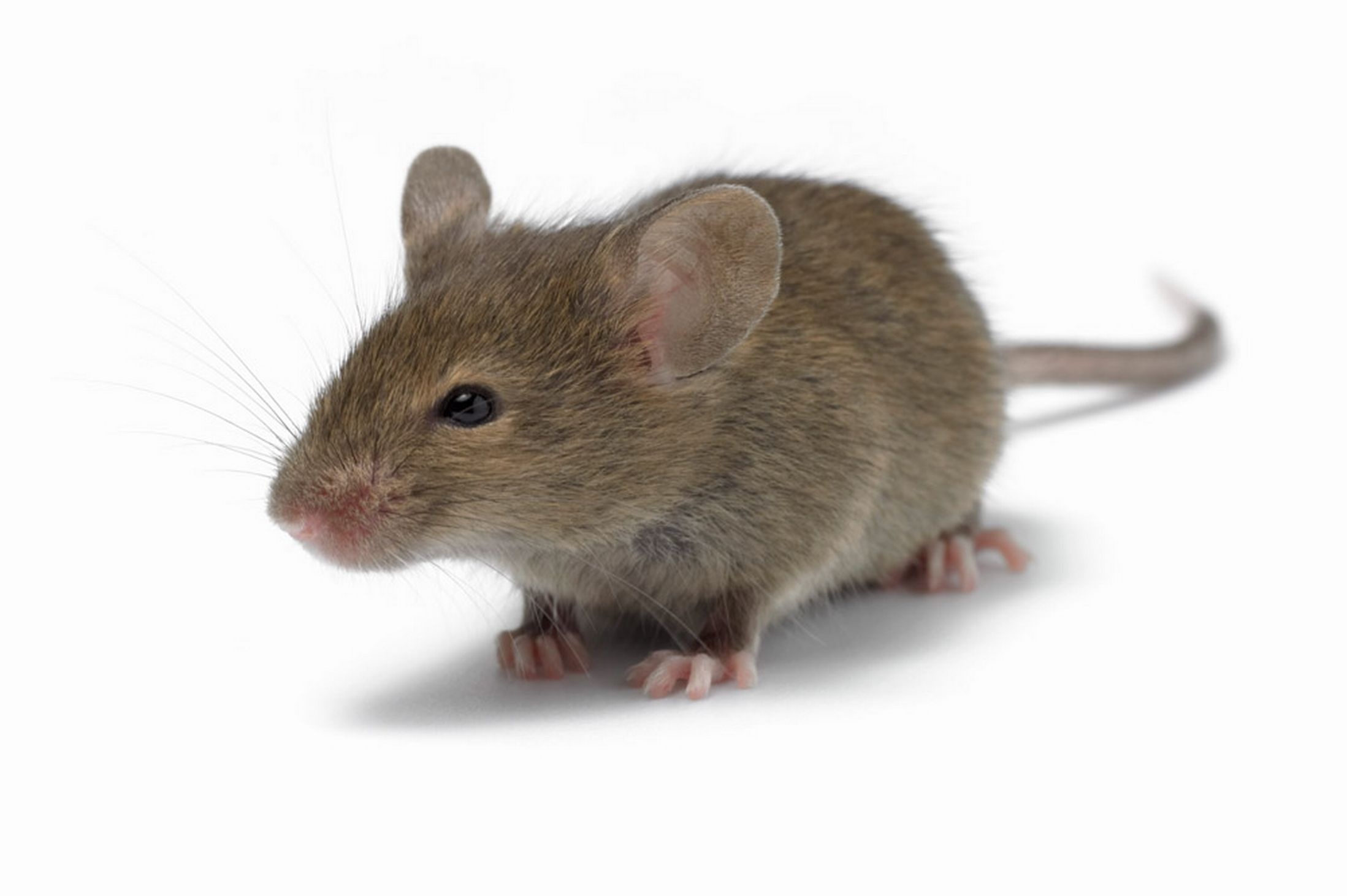 HQ mouse wallpapers, Animal pictures, 4K resolution, High quality, 2200x1470 HD Desktop