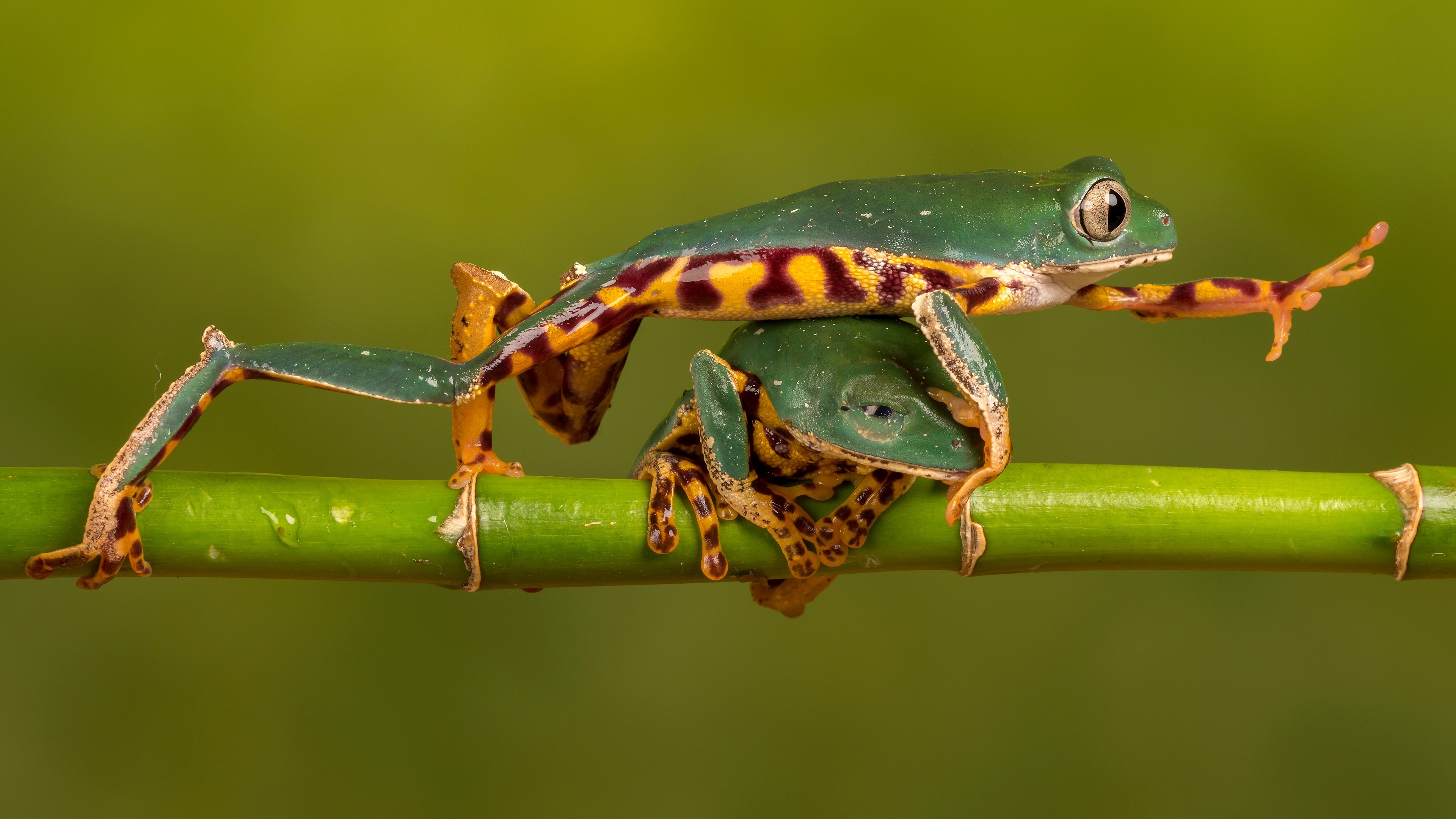 Frog 4K ultra wallpaper, Stunning resolution, Immersive visuals, Ultra HD quality, 3840x2160 4K Desktop