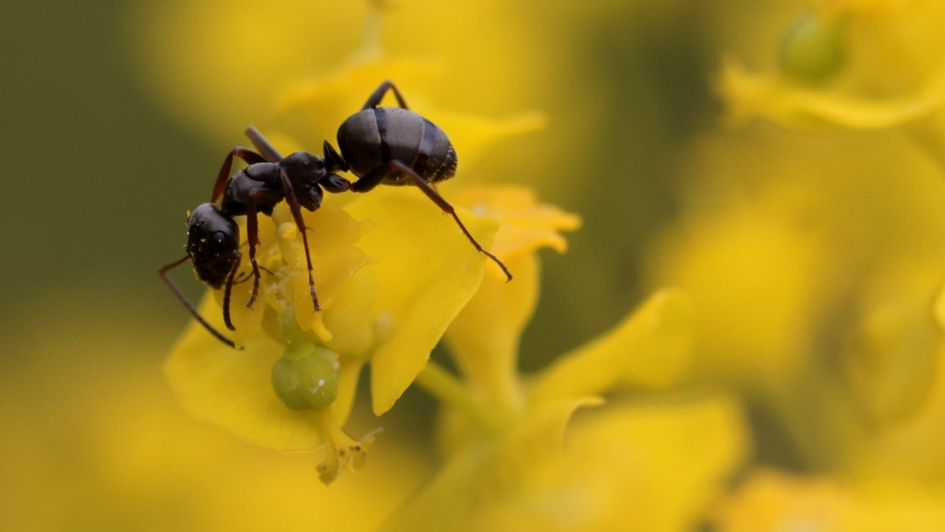 Silky ant, Ant Wallpaper, 1920x1080 Full HD Desktop
