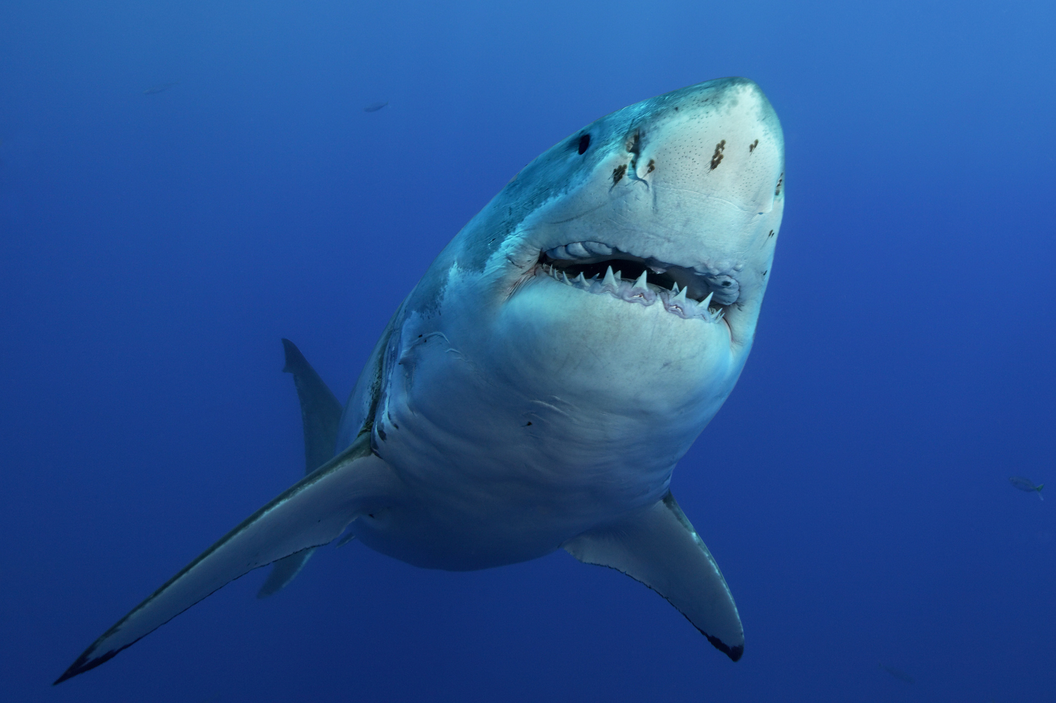 Tracked extremely close, North Carolina coast, Great white shark, North Carolina, 2130x1420 HD Desktop