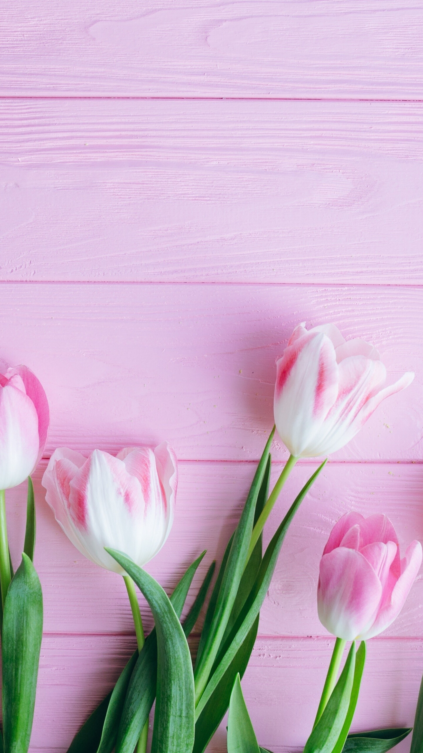 Fresh tulip flowers, QHD Samsung Galaxy wallpaper, Blooming beauty, Nature's delight, 1440x2560 HD Phone