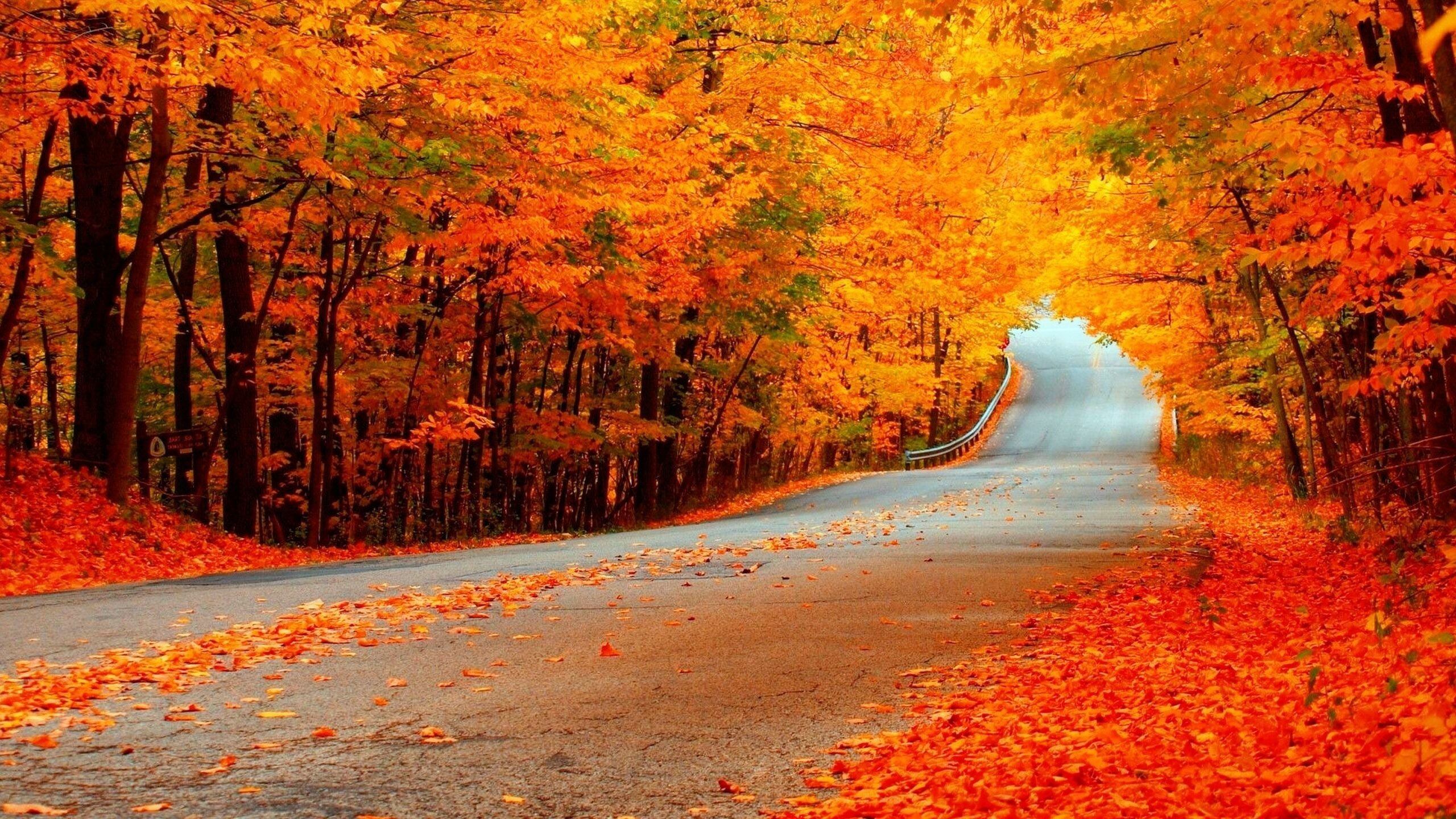 Fallen leaves, Sunset glow, Forest path, Awe-inspiring canopy, Misty mornings, 2560x1440 HD Desktop