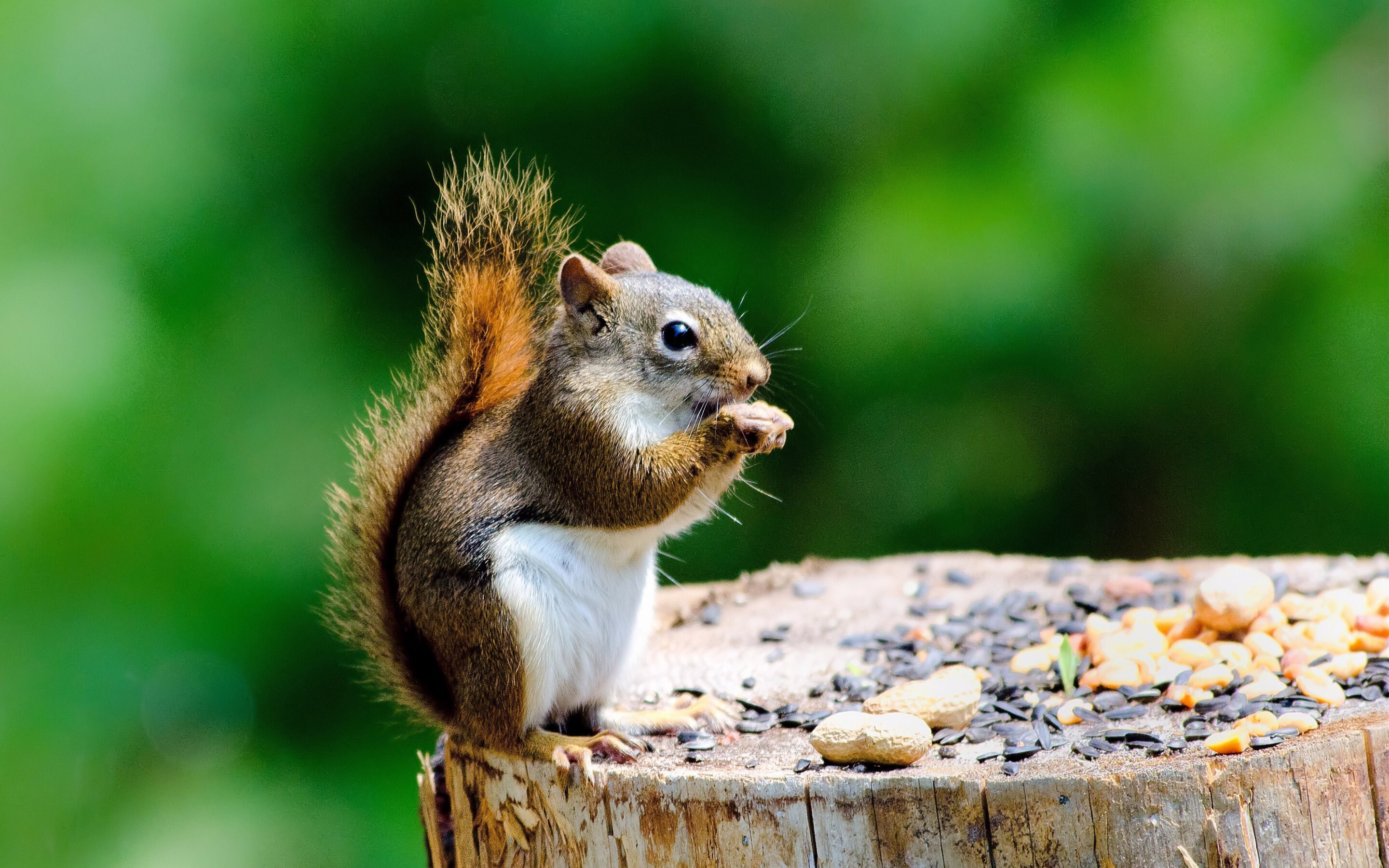 Caucasian squirrel, Squirrels Wallpaper, 2880x1800 HD Desktop
