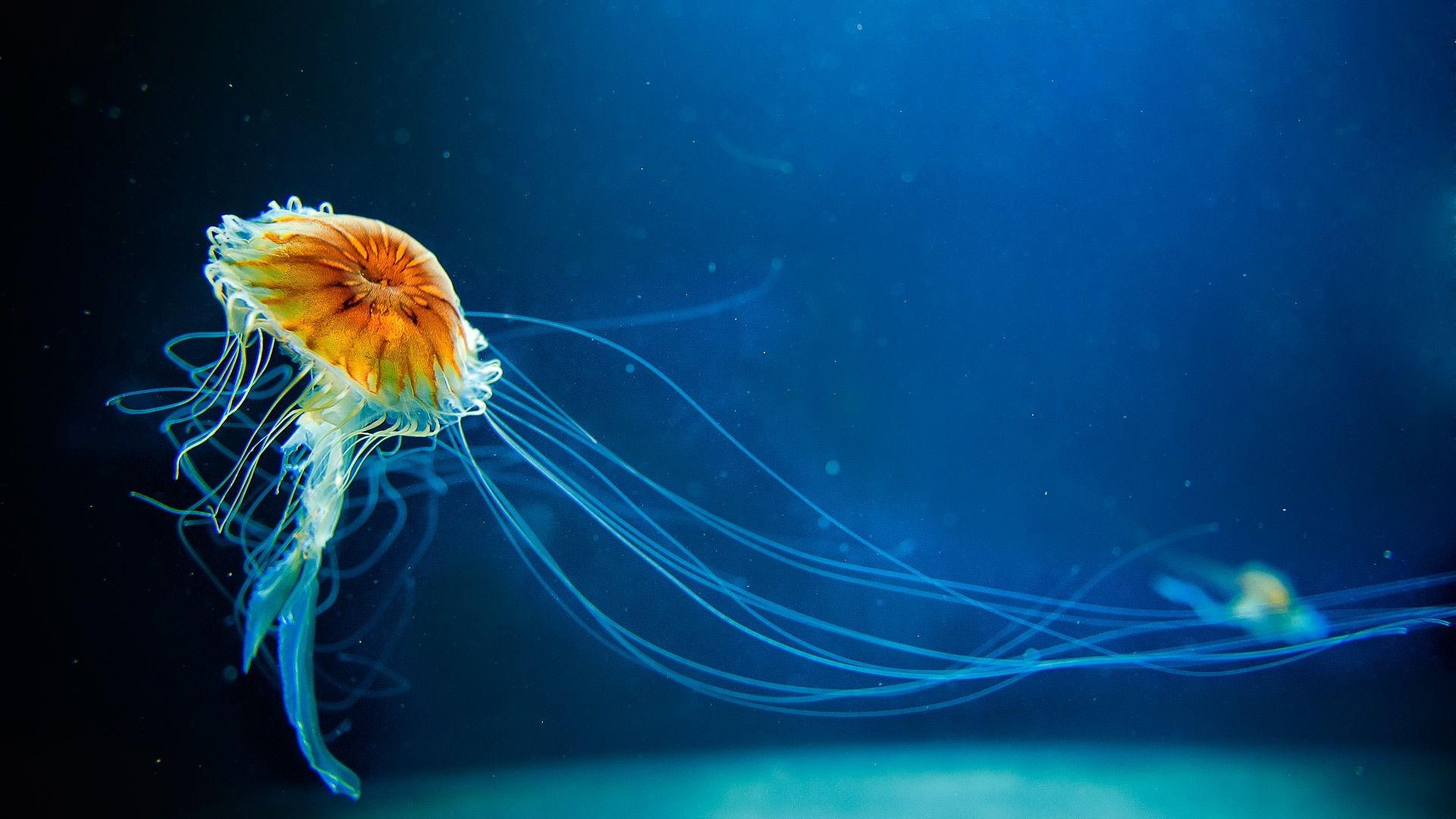 Windows 10 lock screen wallpaper, Jellyfish-inspired design, Refreshing aquatic imagery, Computer wallpaper, 1920x1080 Full HD Desktop