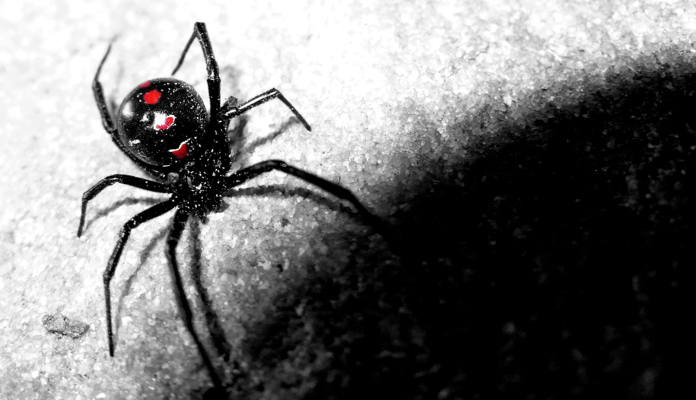 Spider, Spiderwoman pet, Widow spider, Arachnid companion, 2310x1330 HD Desktop