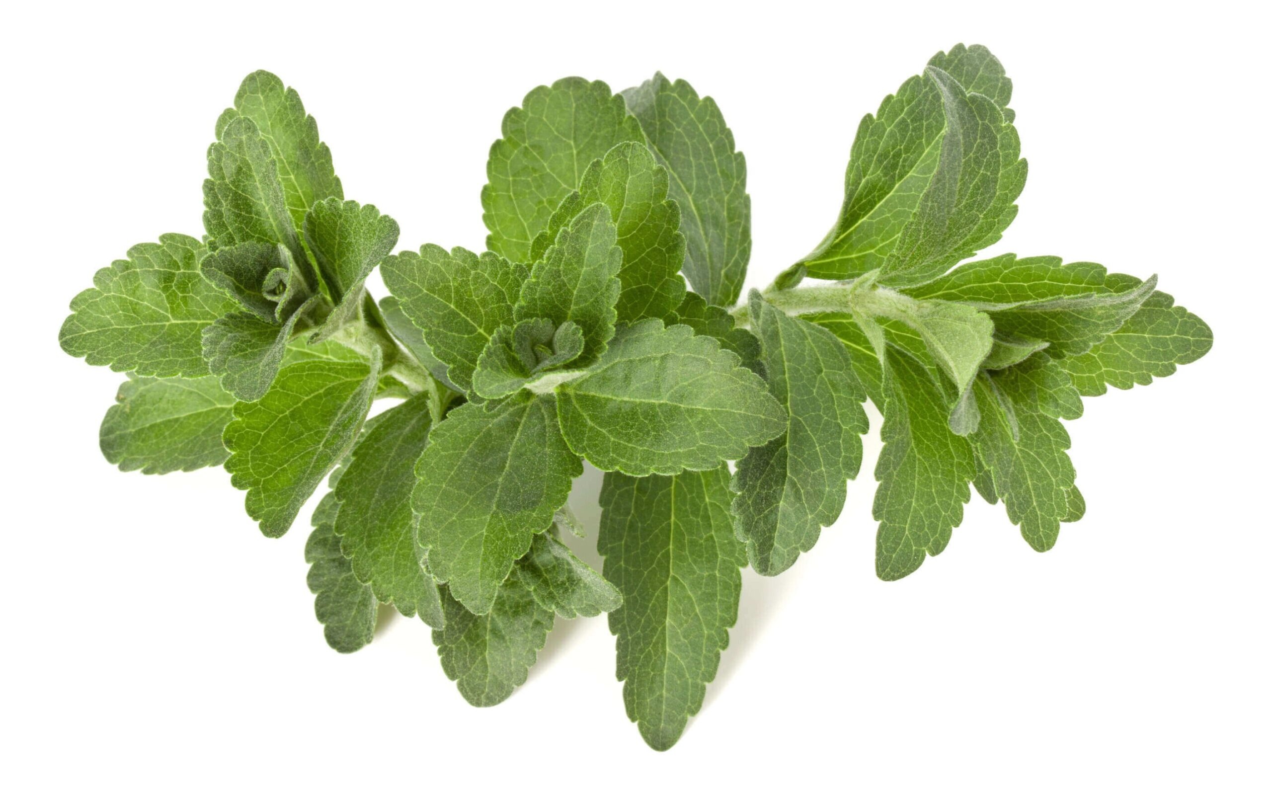 Stevia, Organic stevia, Archives, Food, 2560x1600 HD Desktop