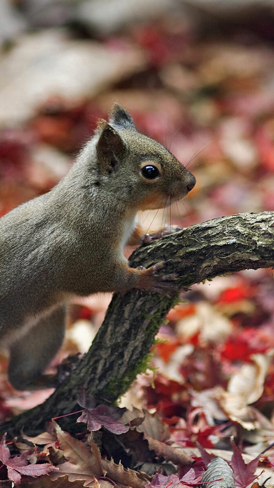 Squirrel leaves autumn, Cute squirrel background, 1080x1920 Full HD Phone