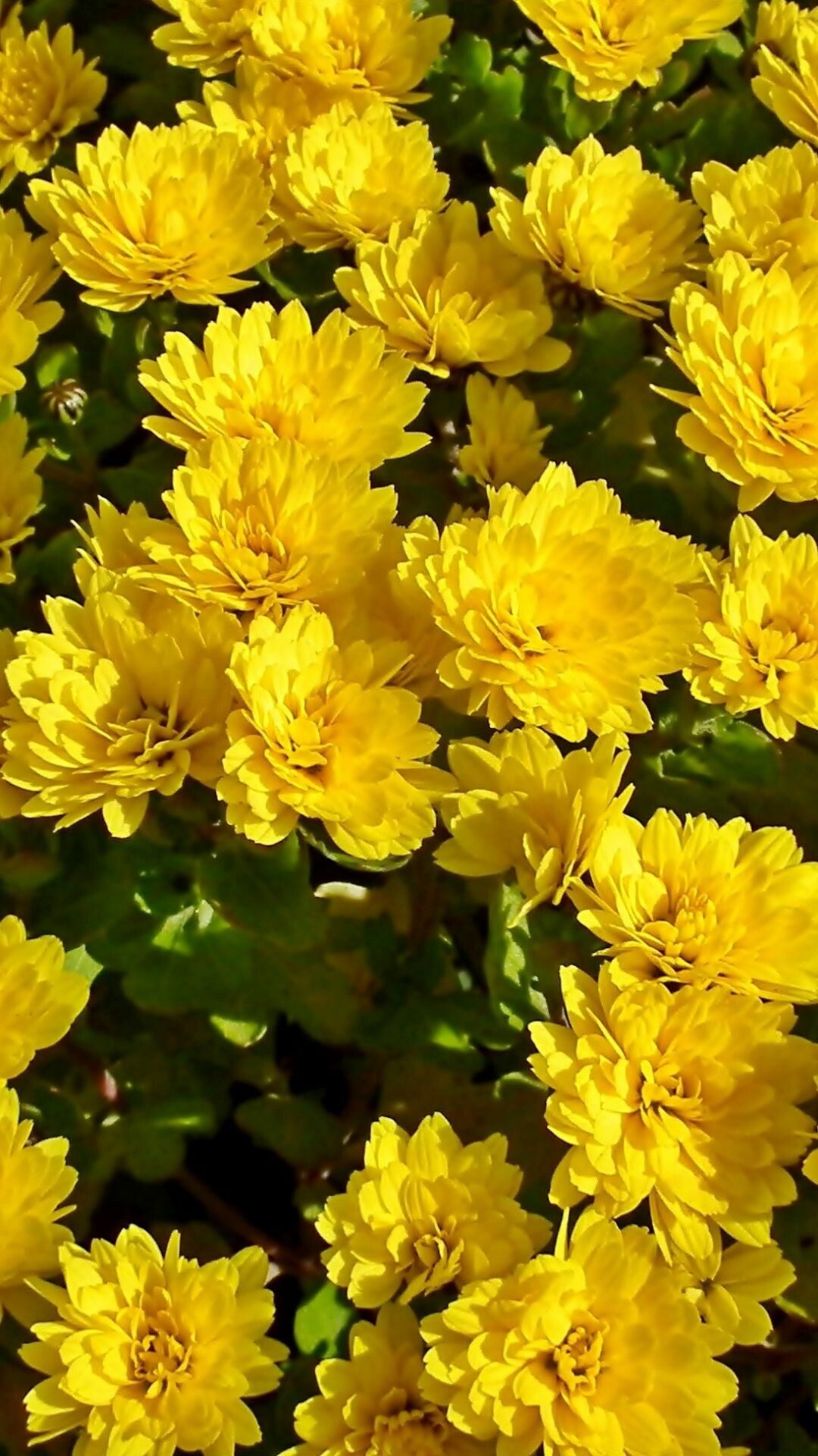 Chrysanthemum, Yellow flowers, Beautiful bloom, Radiant wallpaper, 1080x1920 Full HD Phone