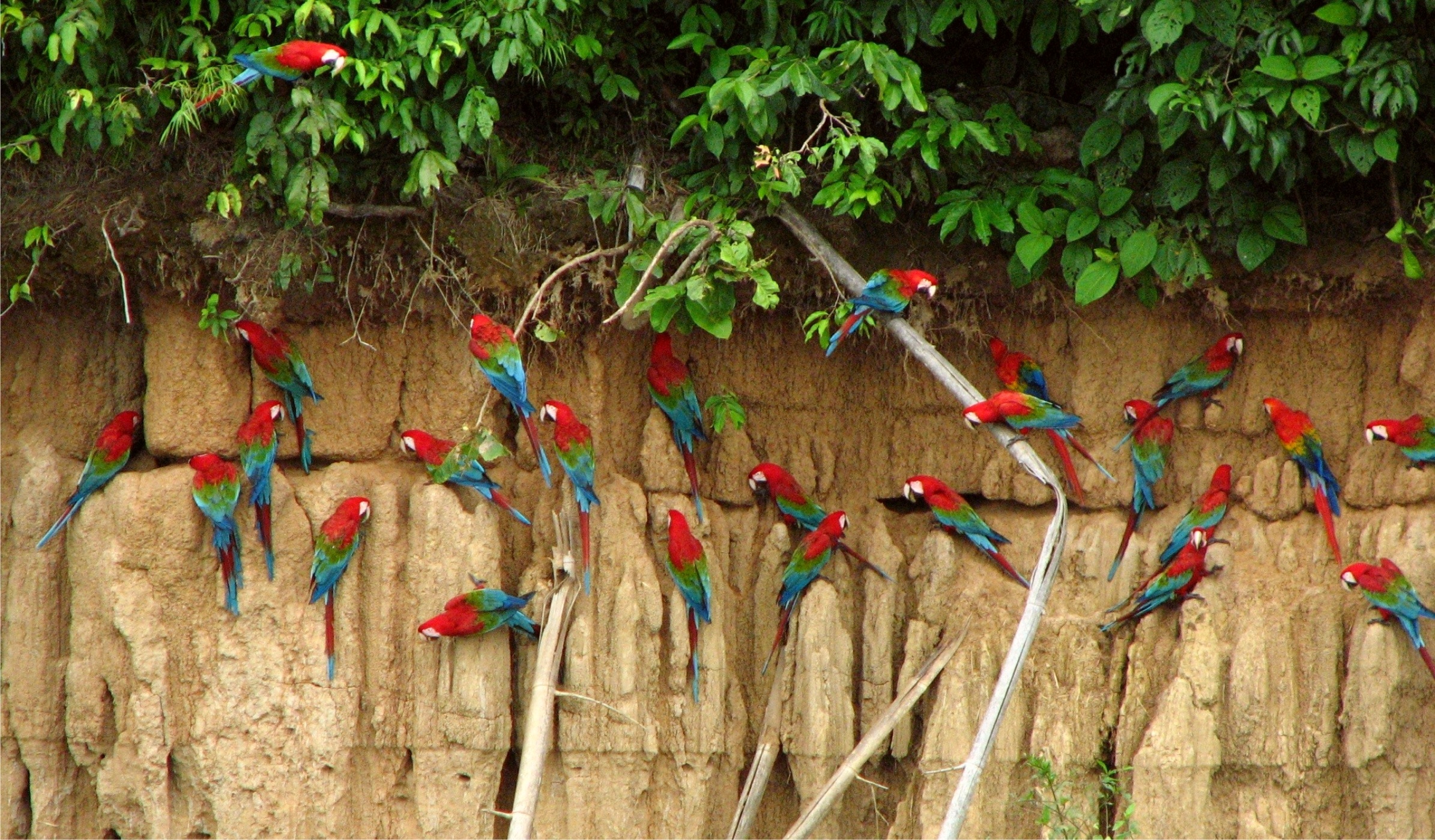 Manu National Park, Inca trail treks, Peru visit, Manu communities, 2390x1400 HD Desktop