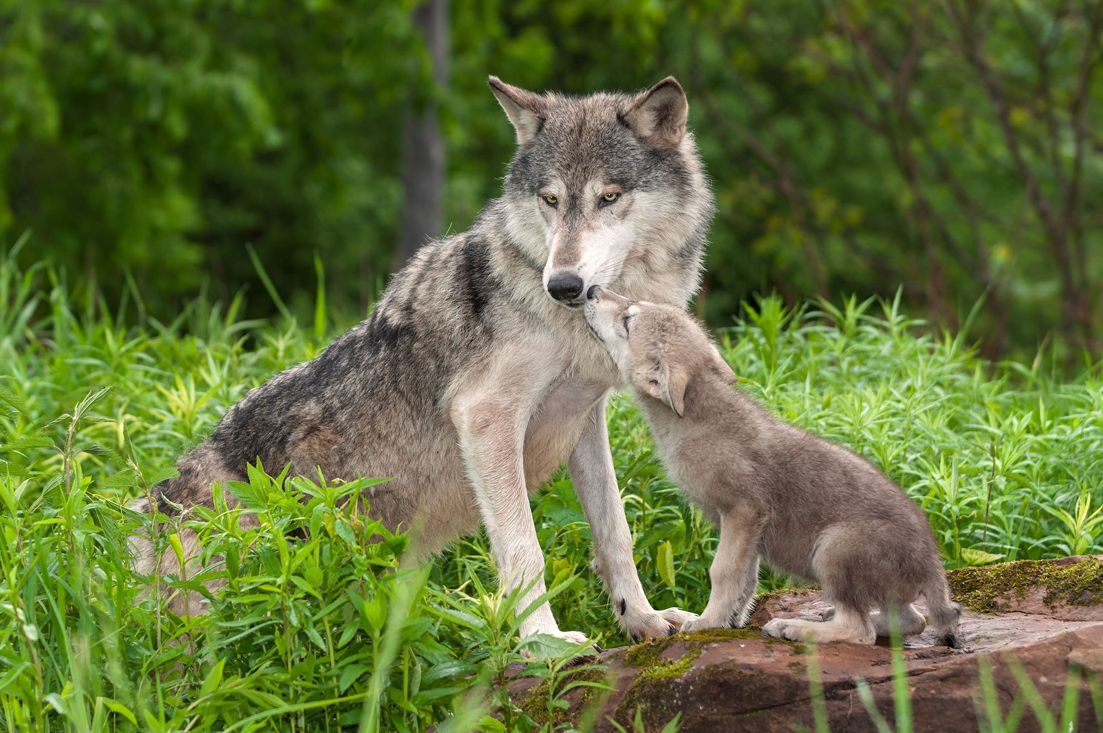 Gray Wolf, Wild animals, Turkey, Daily Sabah, 2200x1470 HD Desktop