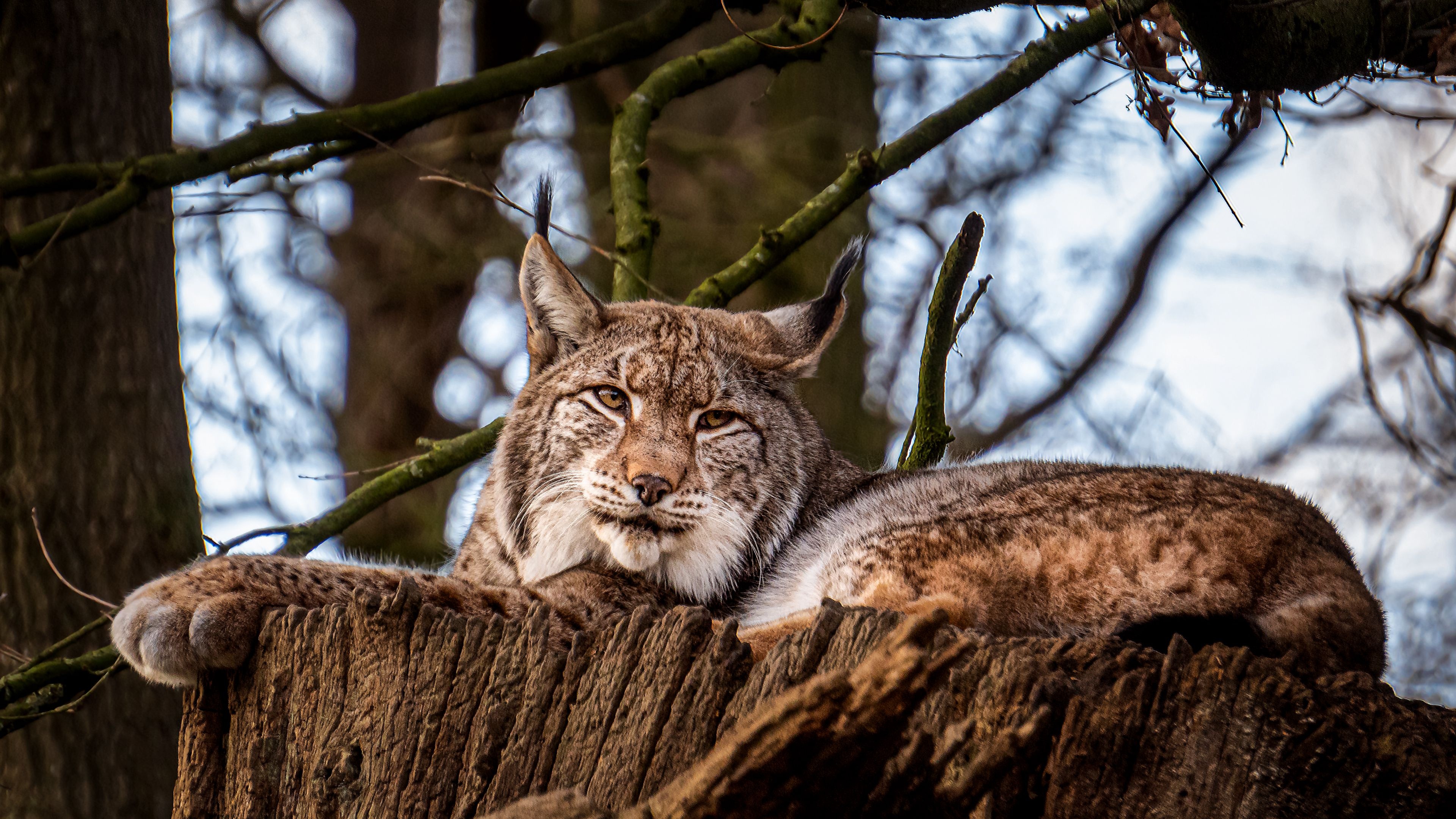 Eurasian lynx, Captivating wallpaper, Striking nature, Enigmatic beauty, 3840x2160 4K Desktop