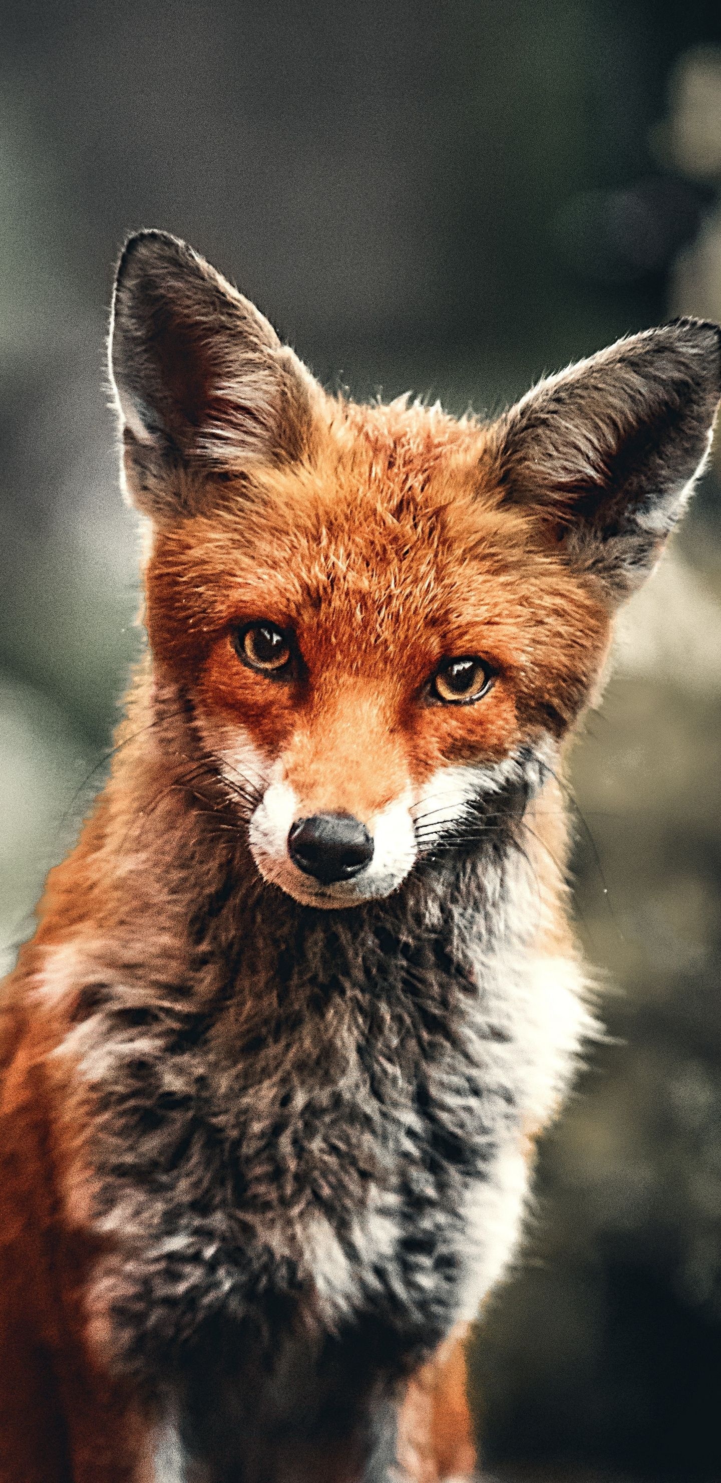 Red fox, Baby Animal Wallpaper, 1440x2960 HD Phone