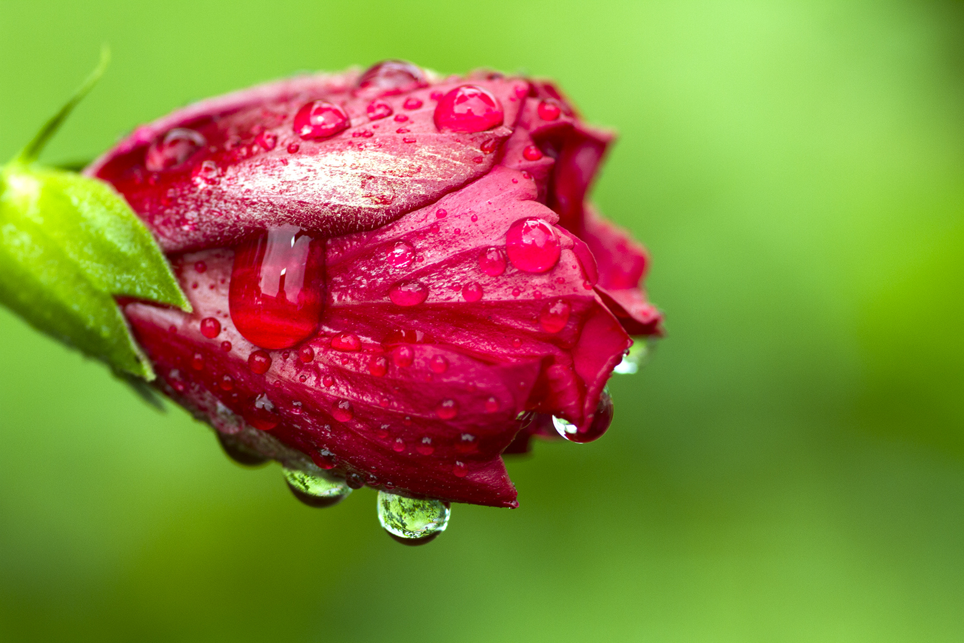 Raindrops, Hibiscus Wallpaper, 1920x1280 HD Desktop