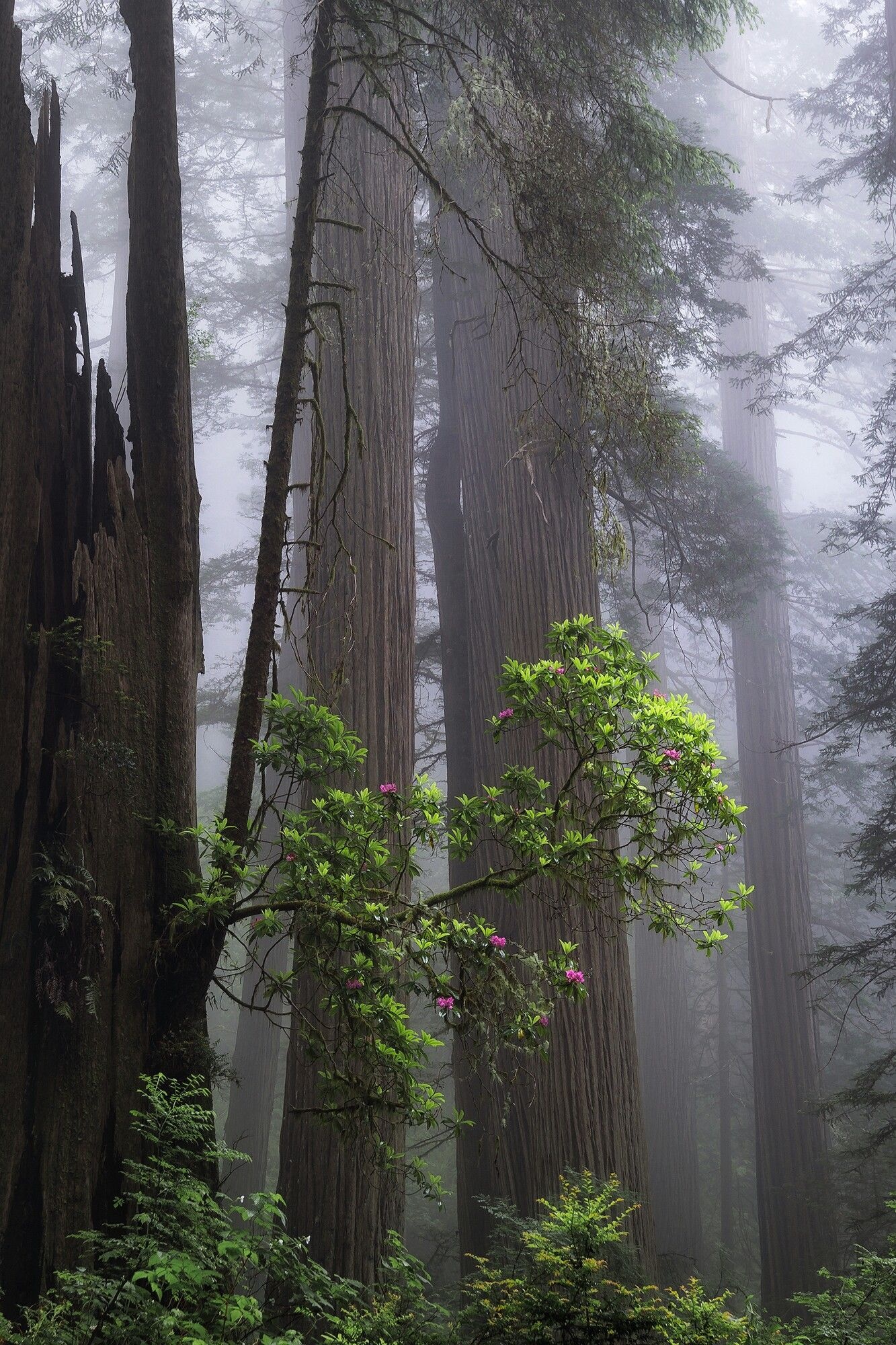 Phone wallpapers, Redwood tree, Rhododendron bloom, Botanical delights, 1340x2000 HD Phone