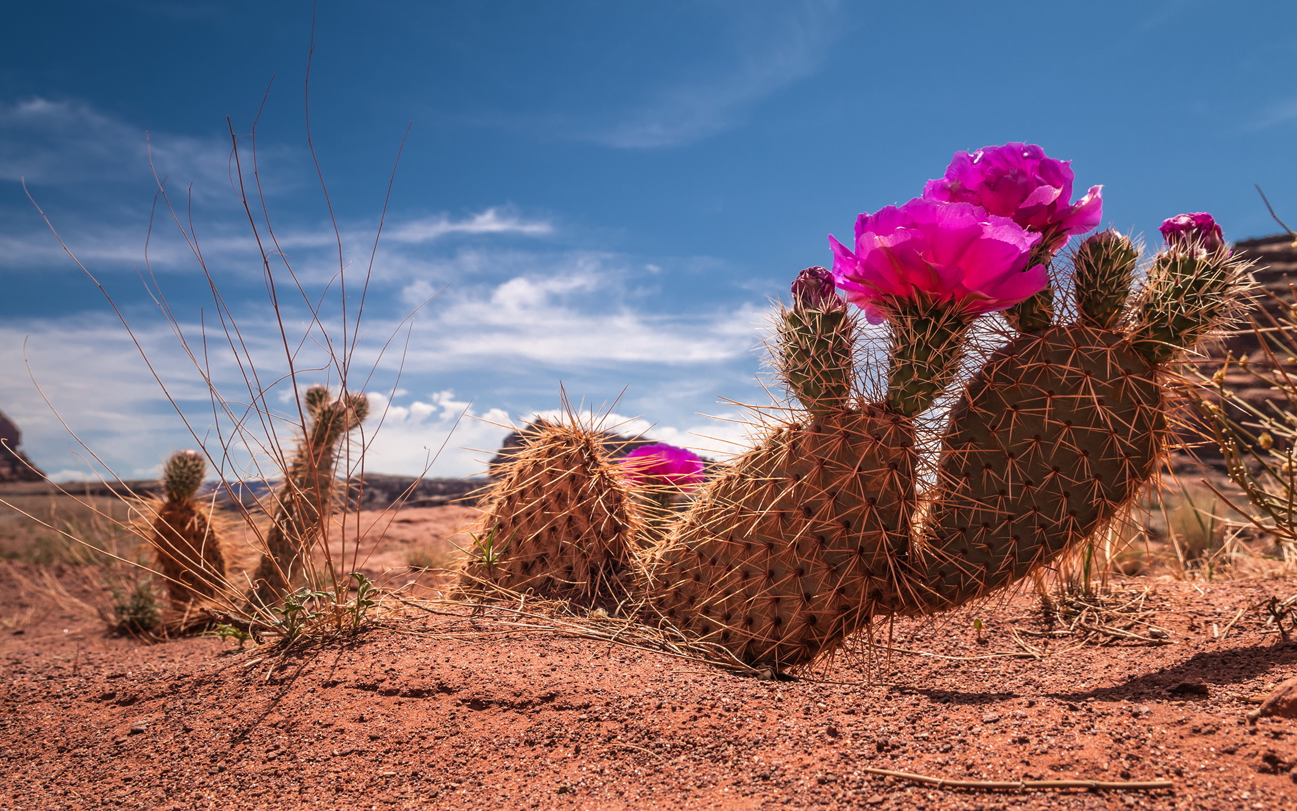 High-definition beauty, Mesmerizing cactus, Nature's artwork, Wallpaper art, 2560x1600 HD Desktop