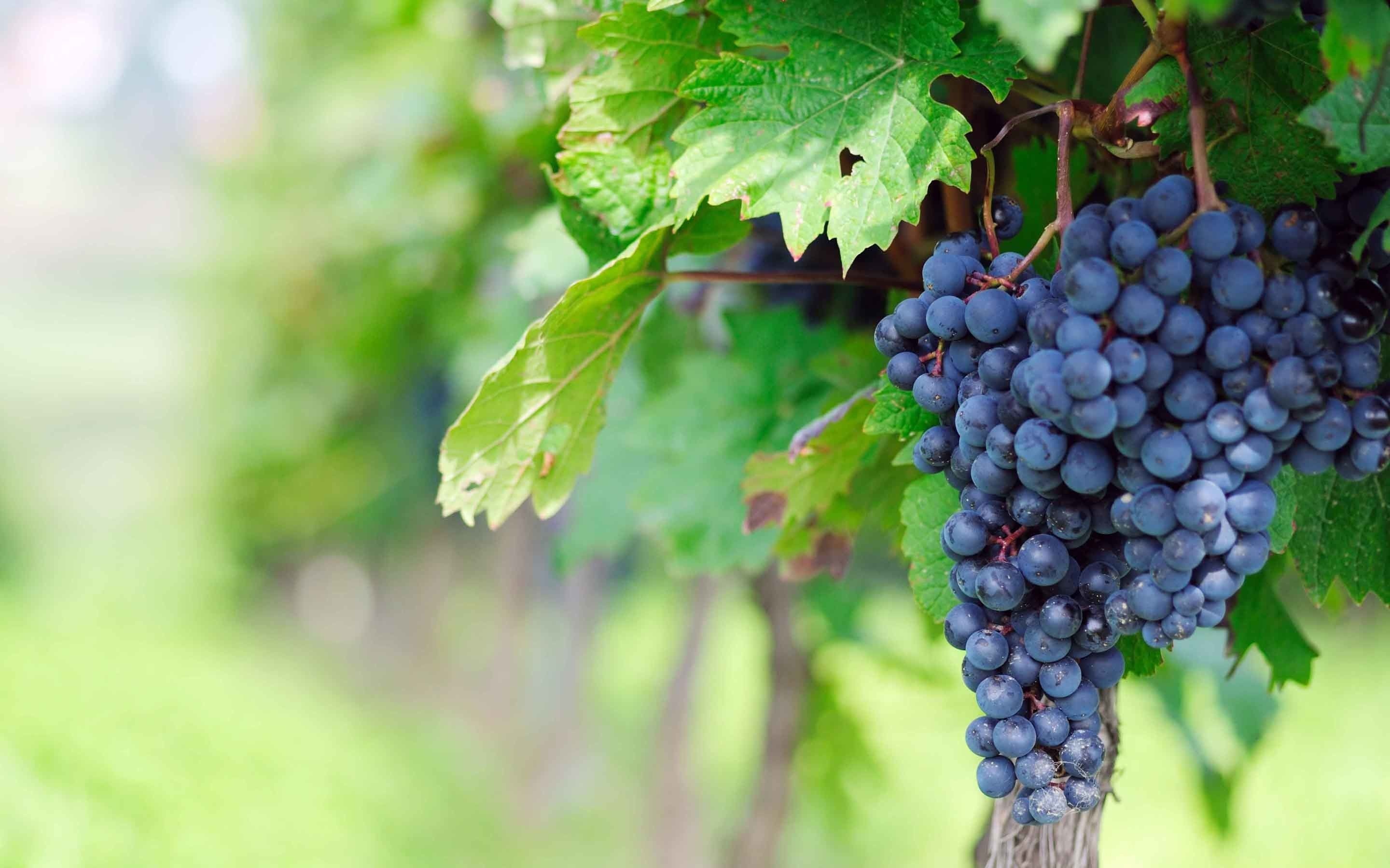 Grapes wallpapers, Beautiful backgrounds, Digital art, Visual delight, 2880x1800 HD Desktop