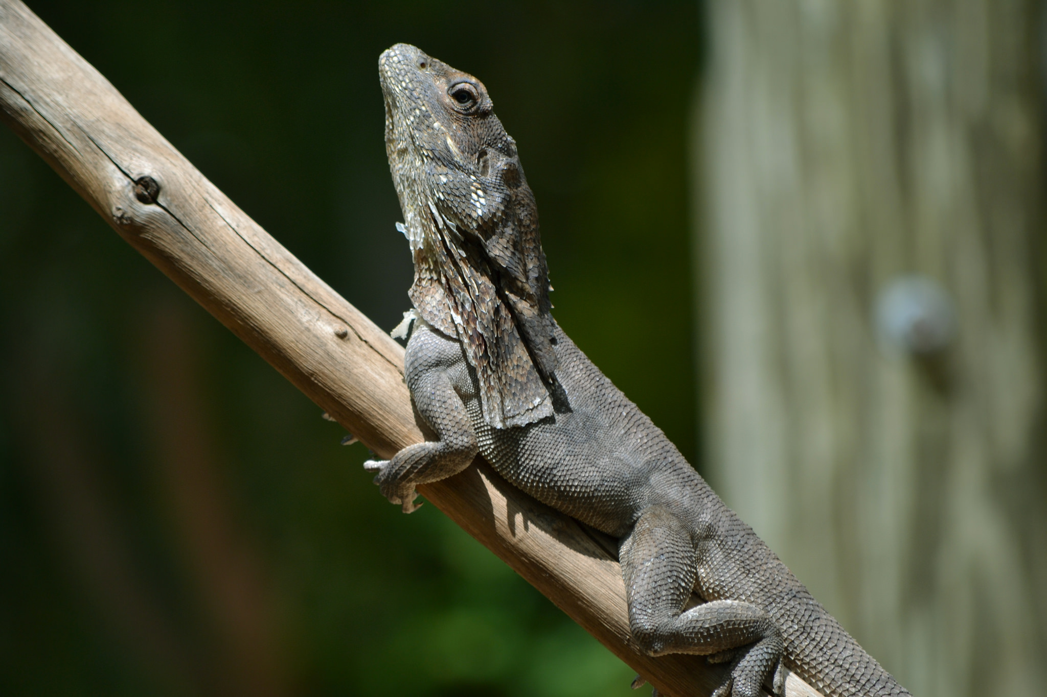 Frill-necked lizard climatewatch, Citizen science app, Climate data collection, Australian observations, 2050x1370 HD Desktop