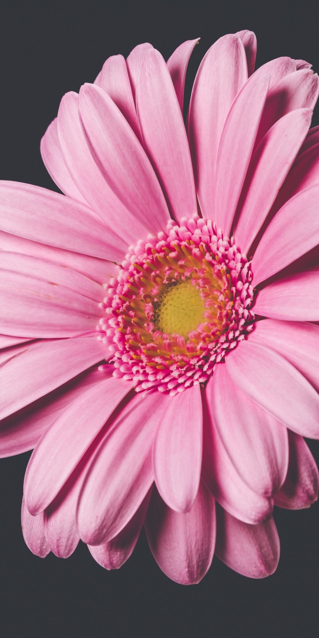 Pink gerbera, Bloom close-up, Beautiful flowers, Floral bliss, 1080x2160 HD Phone