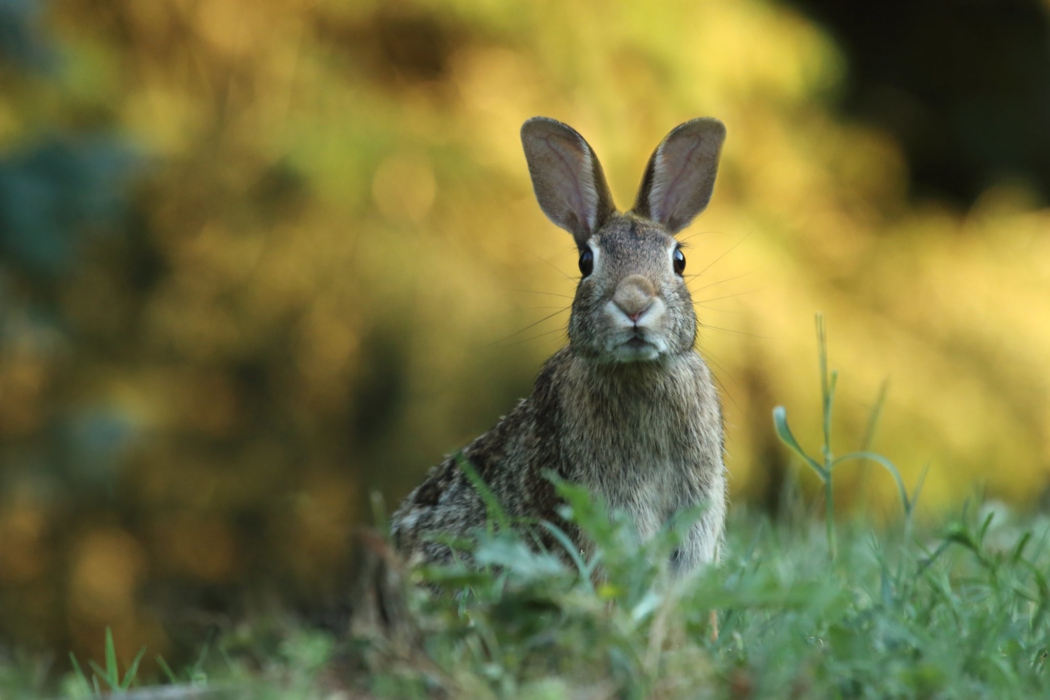 Cute animal wallpapers, Adorable creatures, Beautiful photography, Nature's charm, 2050x1370 HD Desktop
