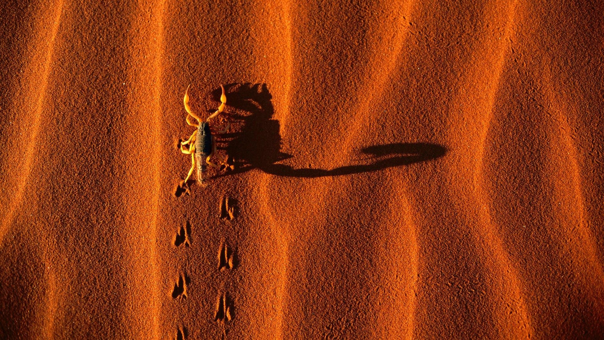 Screensaver wallpapers, Scorpion category, Widescreen collection, Full HD pictures, 1920x1080 Full HD Desktop