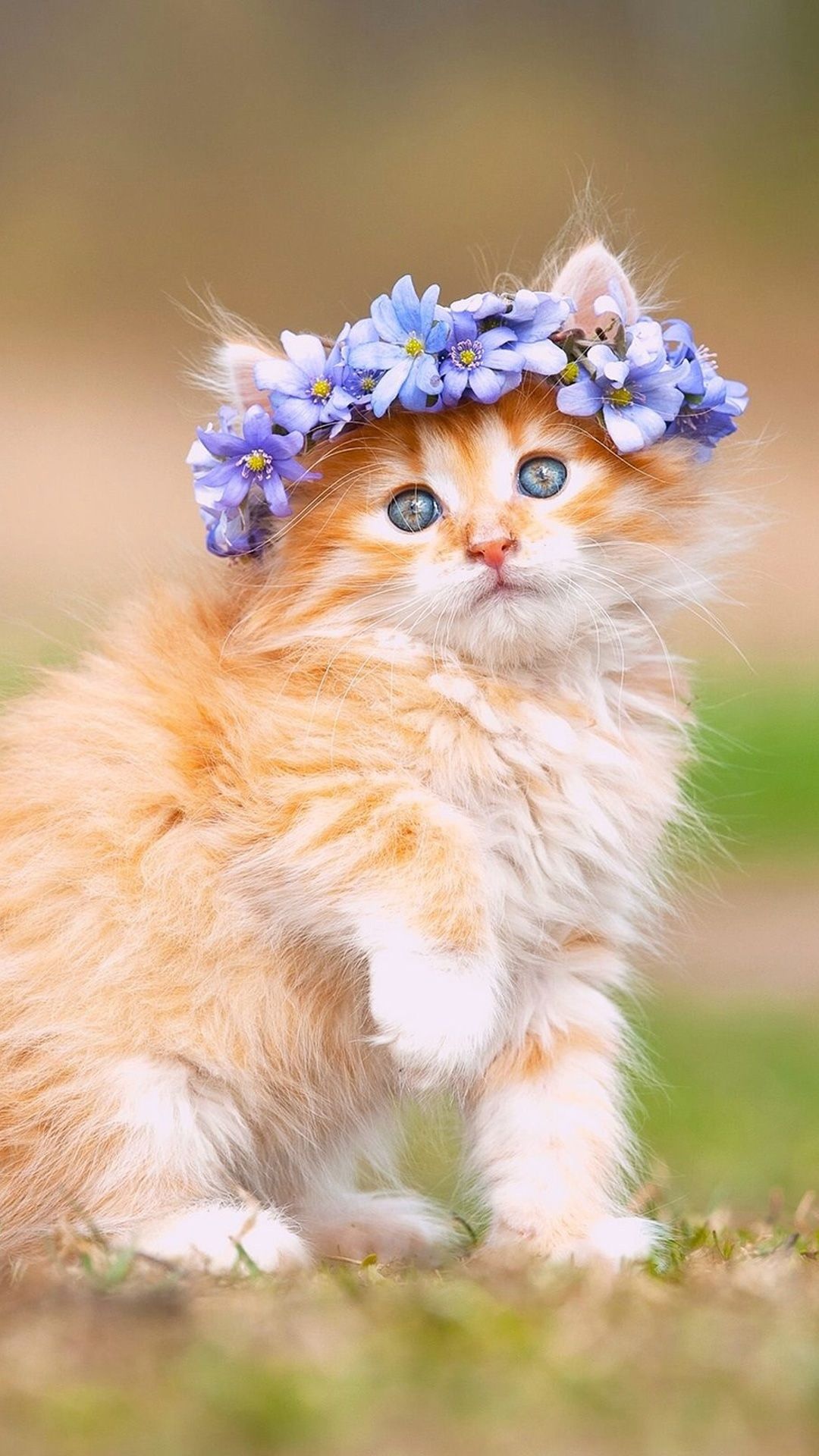 fluffy ginger kitten, purple flower crown, grassy outdoor meadow, Full HD Phone wallpaper