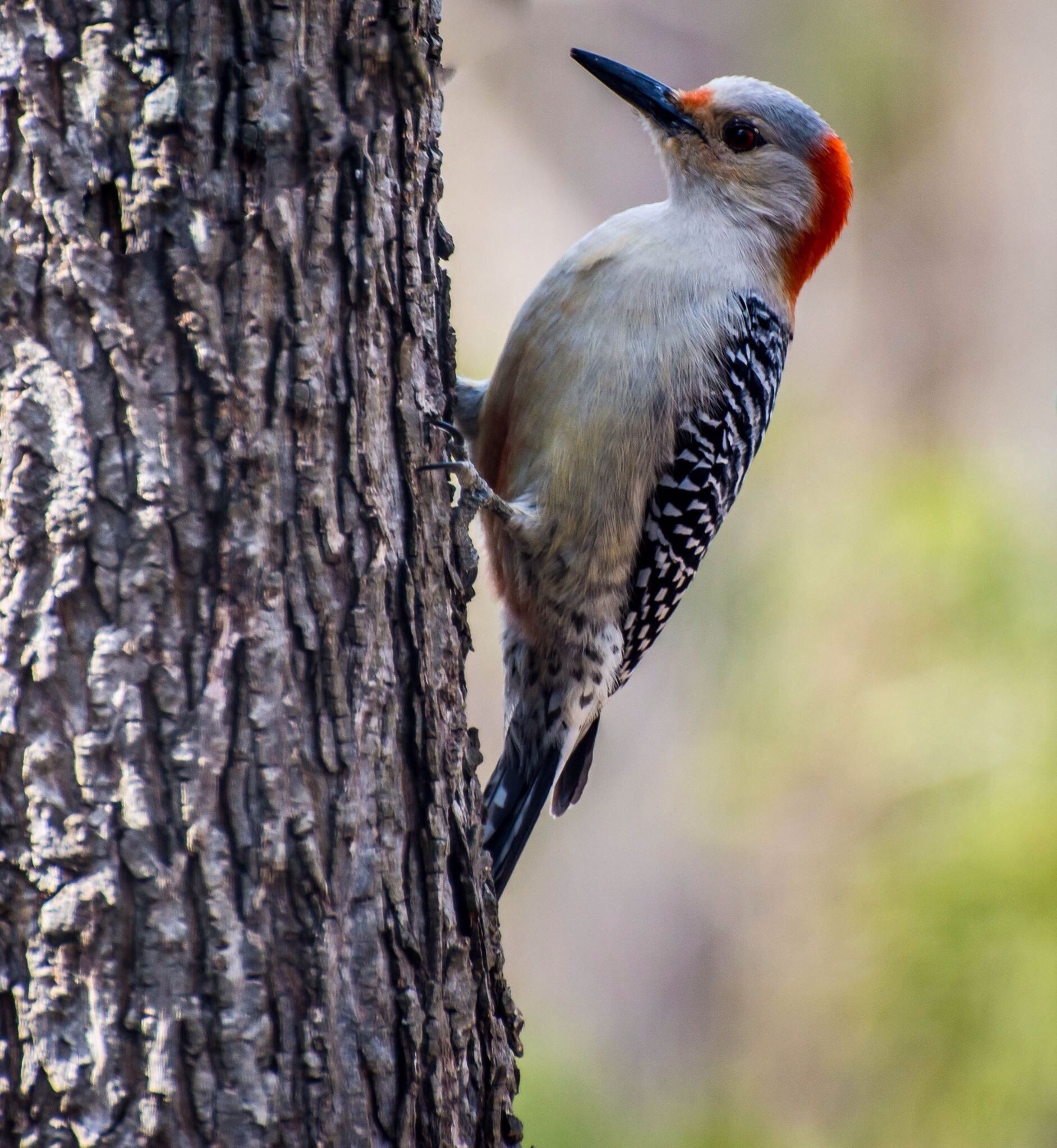 Woodpecker, Animal portrait, Captivating picture, Feathered beauty, 1890x2050 HD Phone