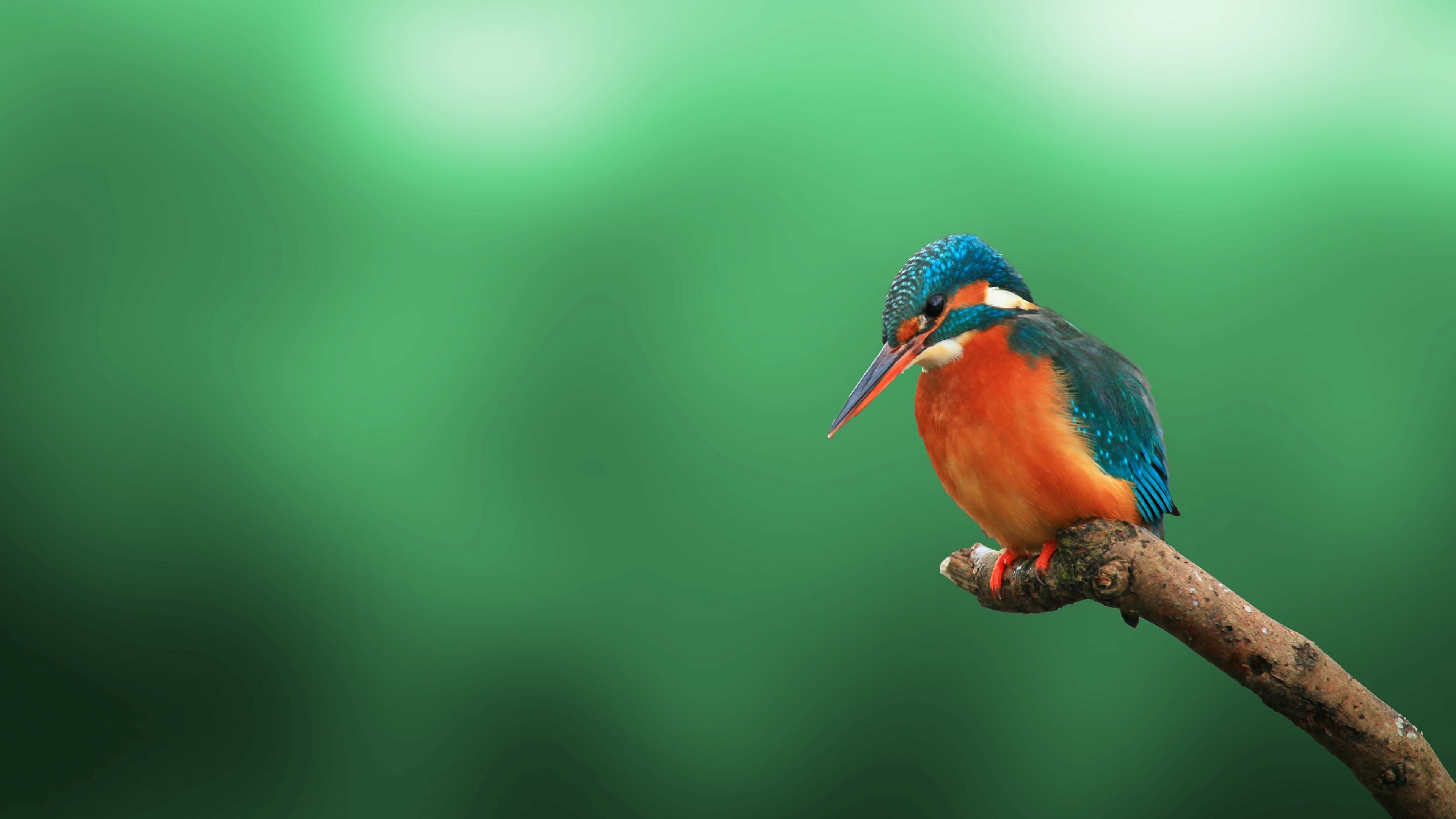 Kingfisher bird, 4K HD wallpaper, Ultra HD beauty, Feathered friend, 3840x2160 4K Desktop