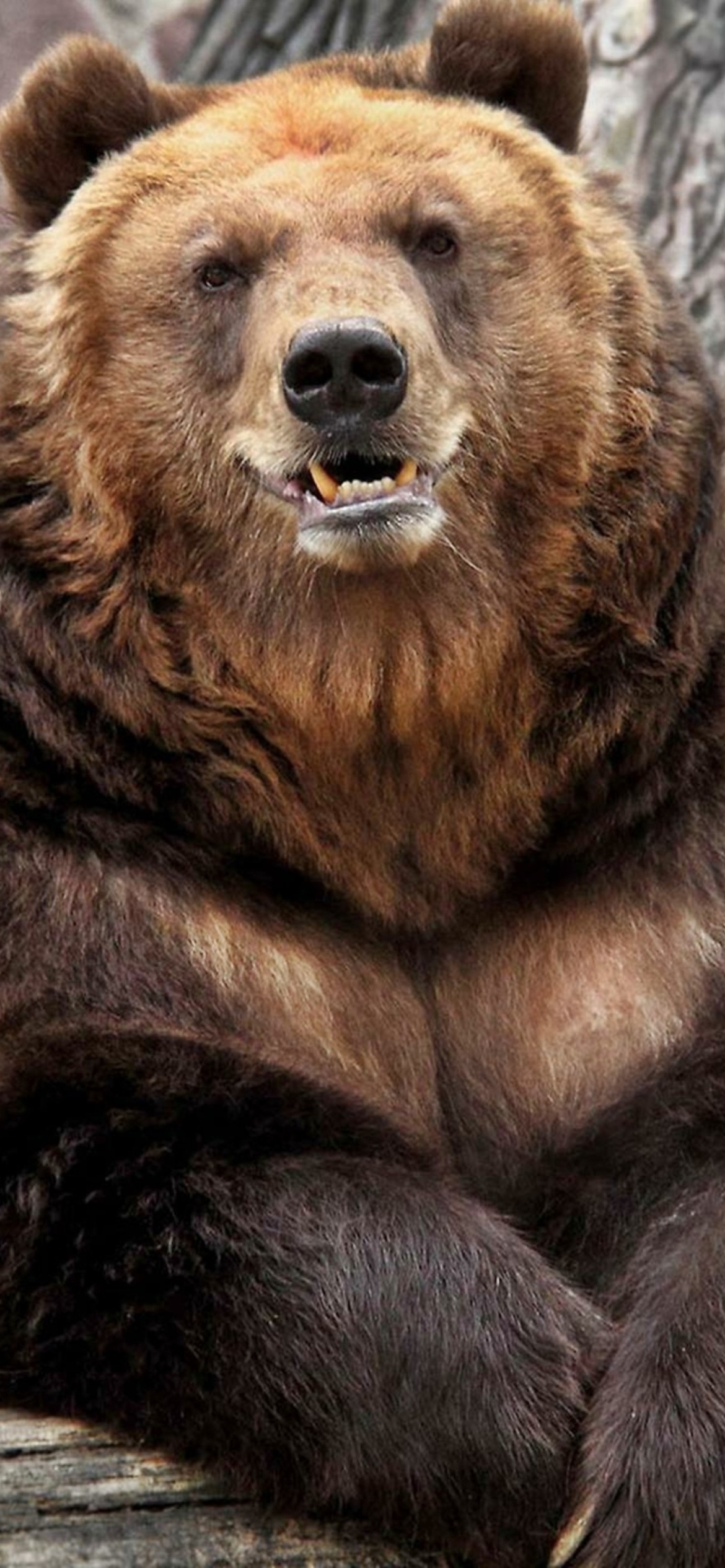 Grizzly Bear, iPhone 11 wallpaper, Stunning background, Bear beauty, 1170x2540 HD Phone