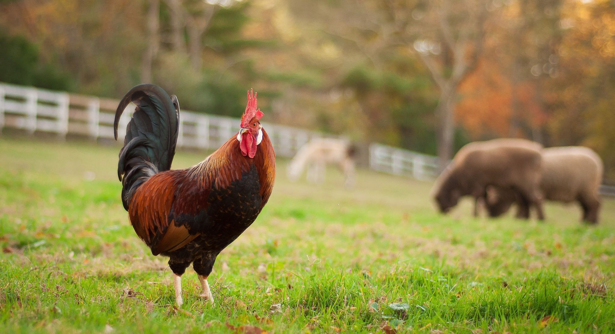 Cock, Farm Animals Wallpaper, 2050x1120 HD Desktop