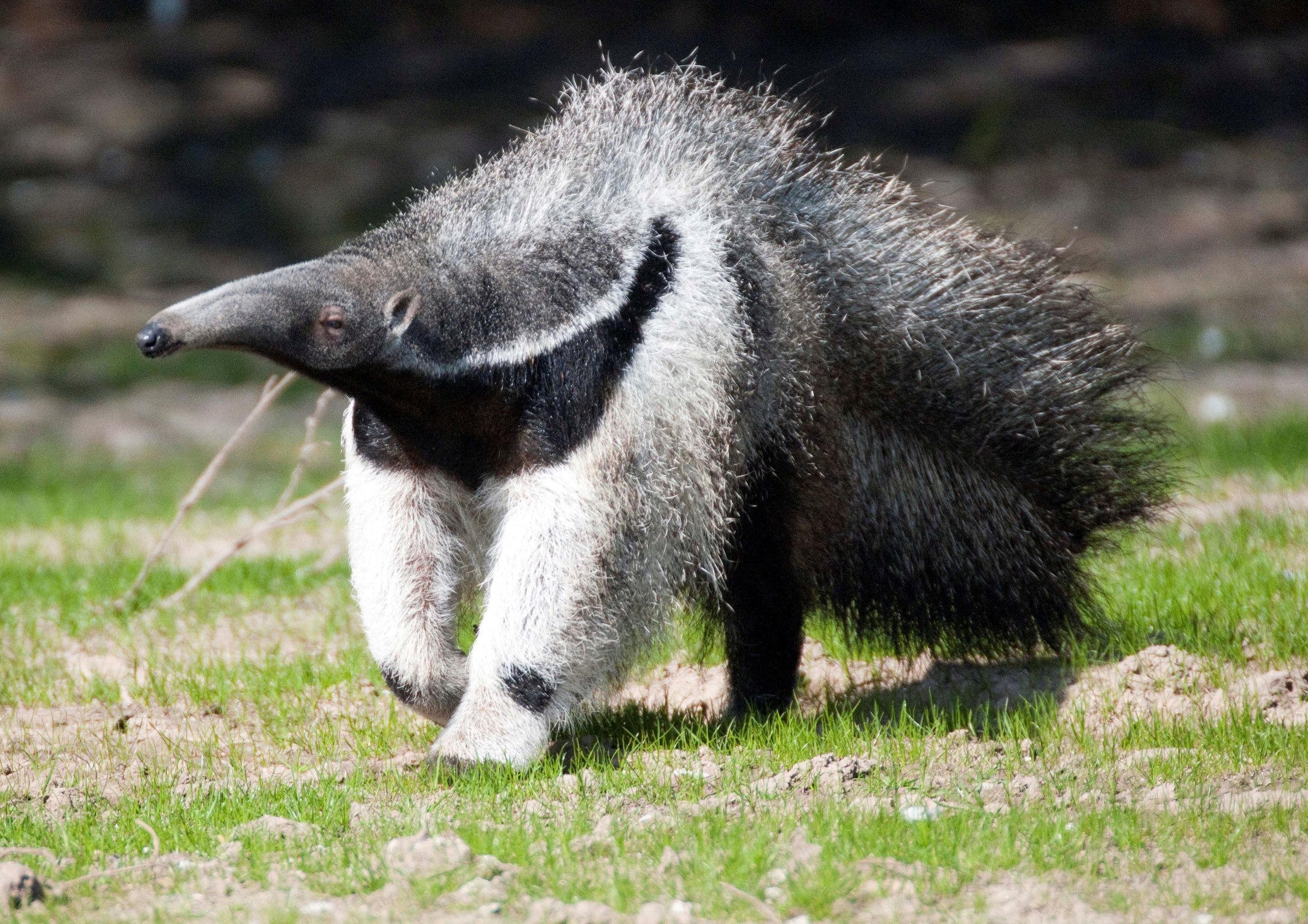 Anteater vermilingua wallpapers, Hd desktop, Mobile backgrounds, Wallpaper, 2170x1540 HD Desktop