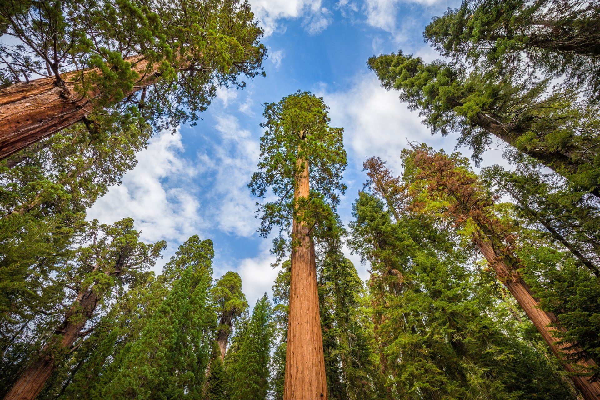 Home landscaping, Avoiding mistakes, Redwood tree tips, Transforming spaces, 1920x1280 HD Desktop