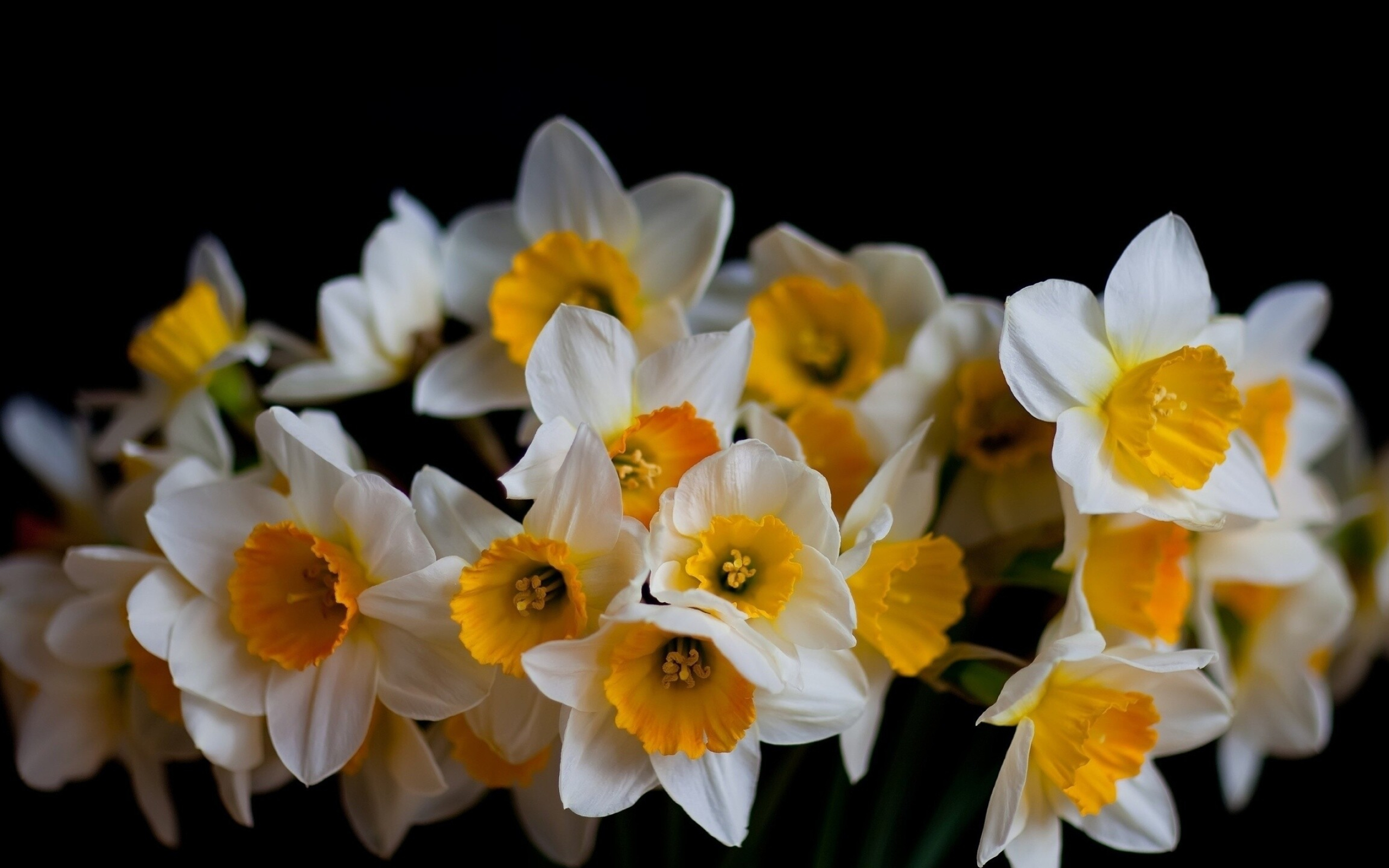 Tazetta, Daffodils Wallpaper, 2560x1600 HD Desktop