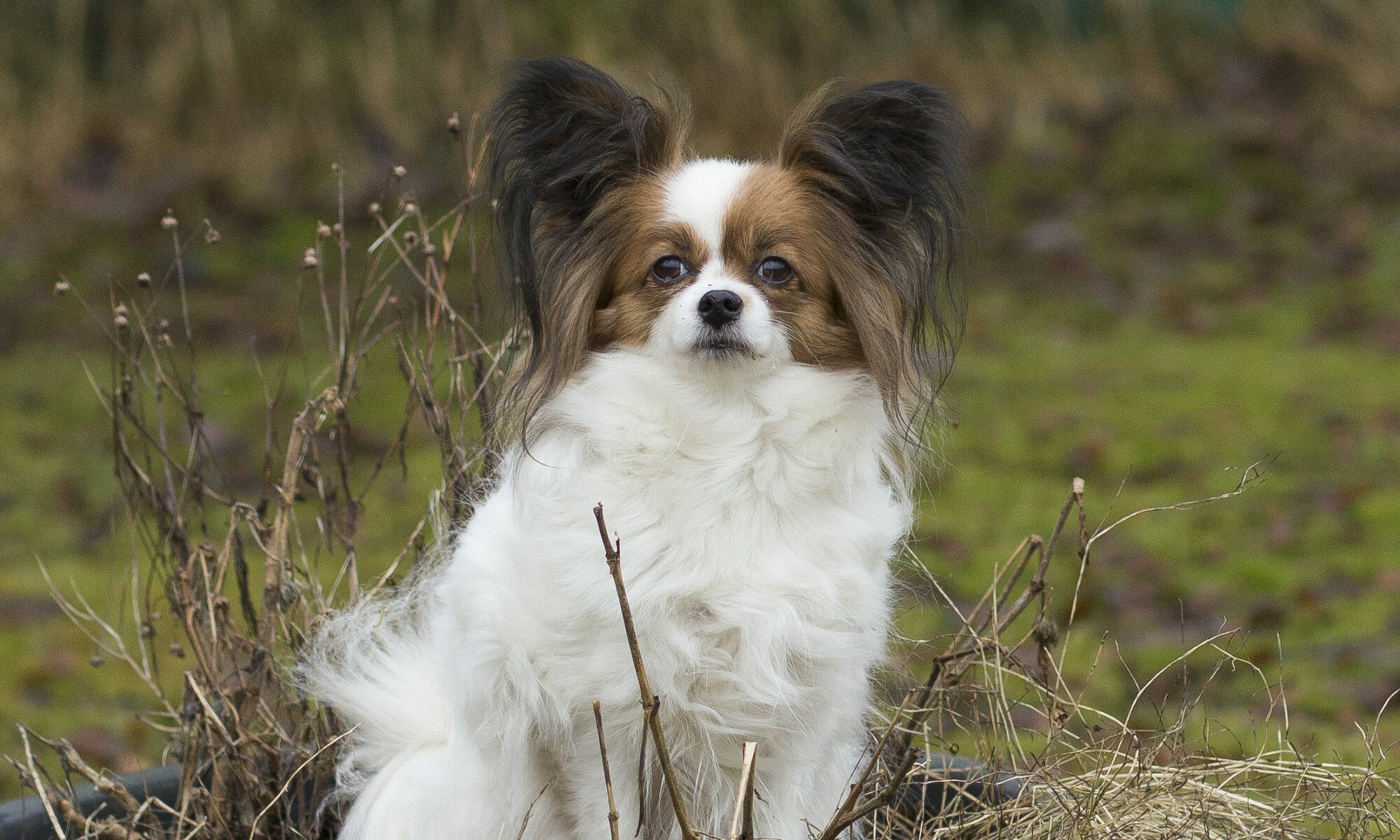 Papillon Dog, Bella - two princes, 2000x1200 HD Desktop