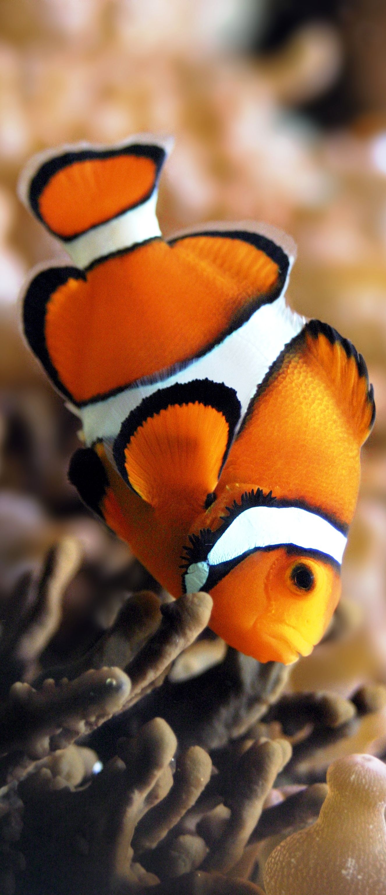 Clown Fish, Oceanic wonders, Deep sea exploration, Marine mammal species, 1330x3080 HD Phone