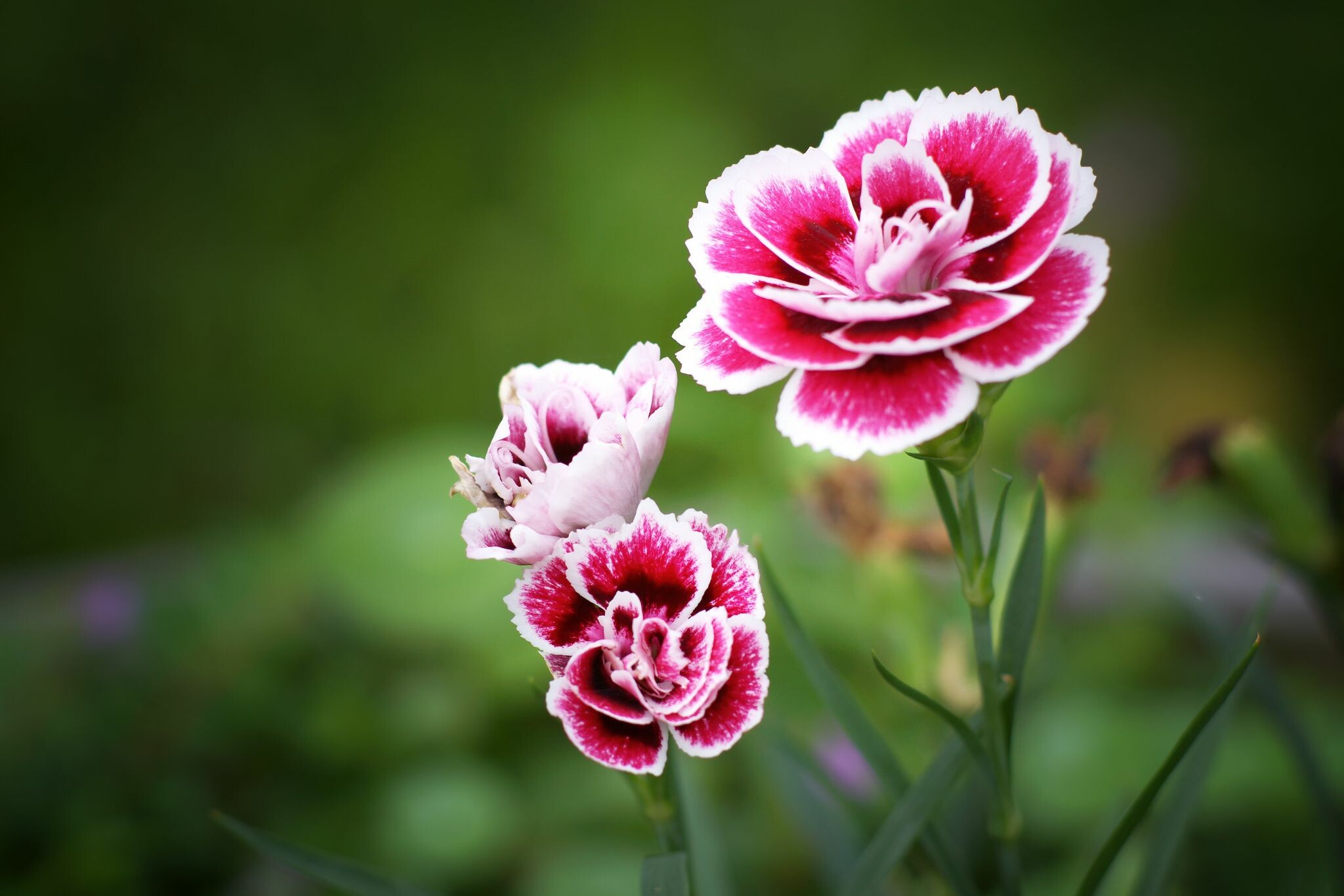 Carnation wallpapers, Beautiful backgrounds, Flower photos, Nature's palette, 2050x1370 HD Desktop