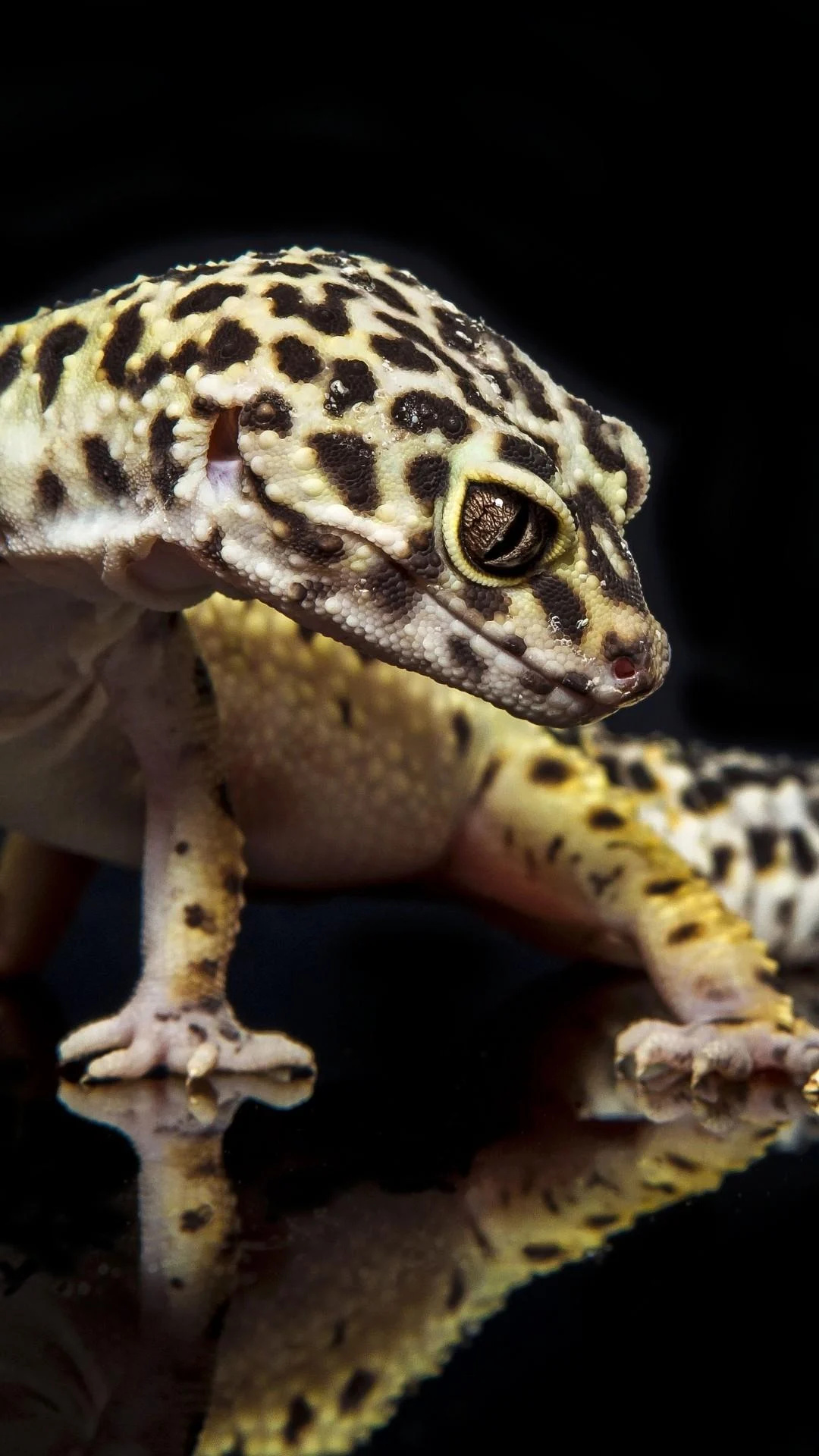 Leopard gecko fascination, Striking beauty, Nature's gem, Unique reptile, 1080x1920 Full HD Phone