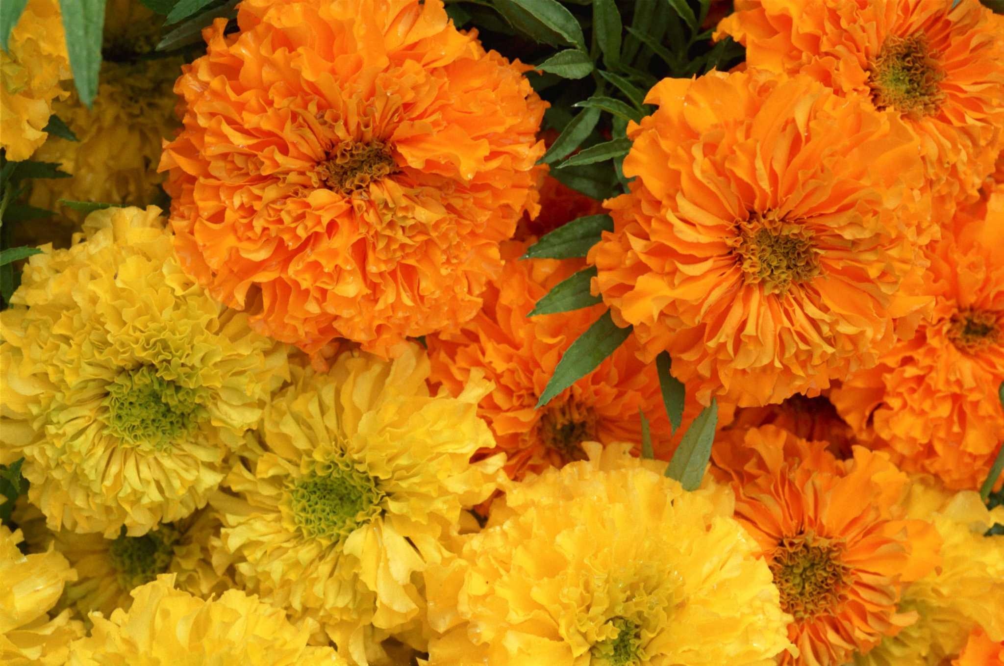 Orange marigold blossoms, Yellow marigold flowers, Ruffled floral petals, HD Desktop wallpaper