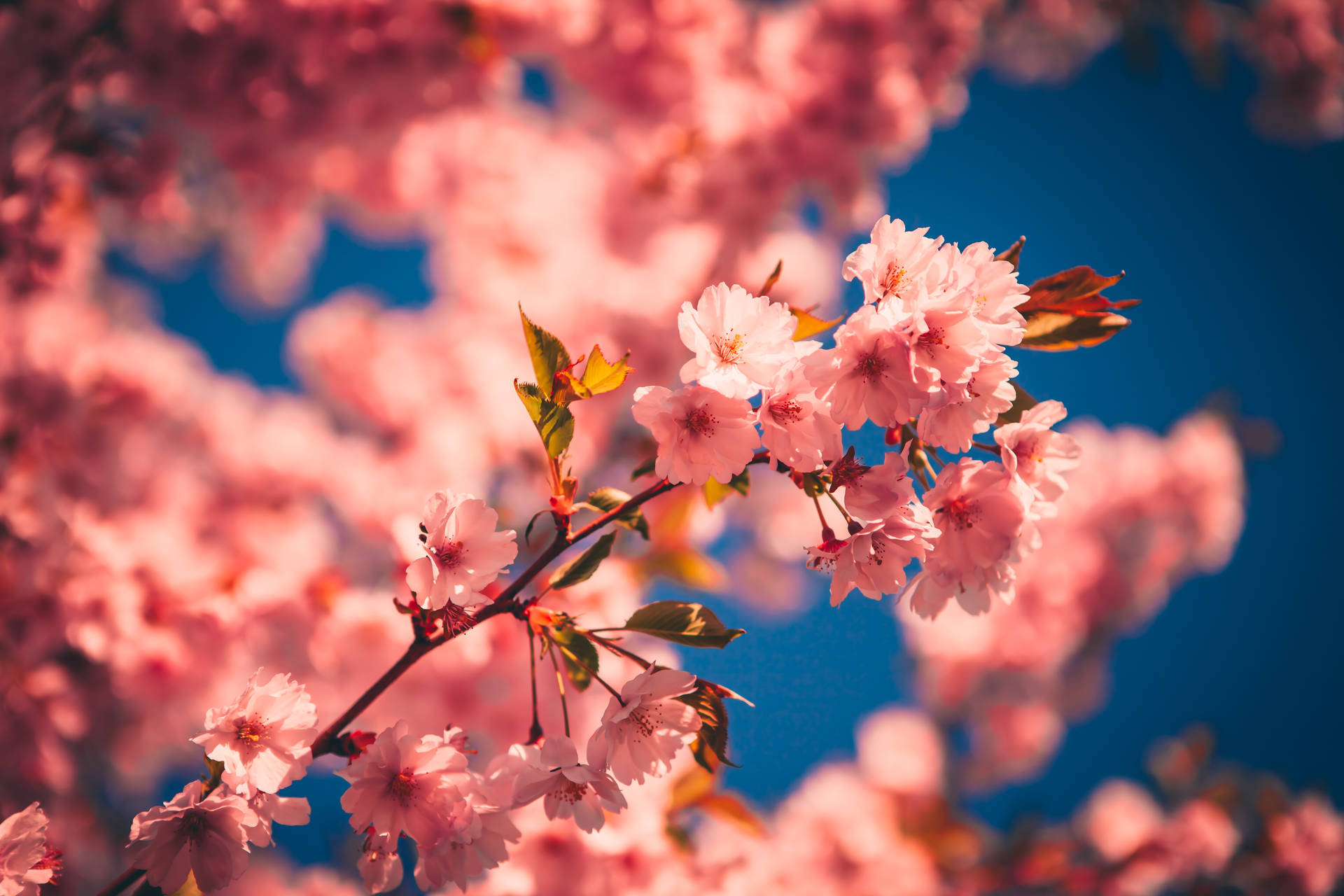 Pink cherry blossoms, Blooming sakura branch, Clear blue sky, HD Desktop wallpaper