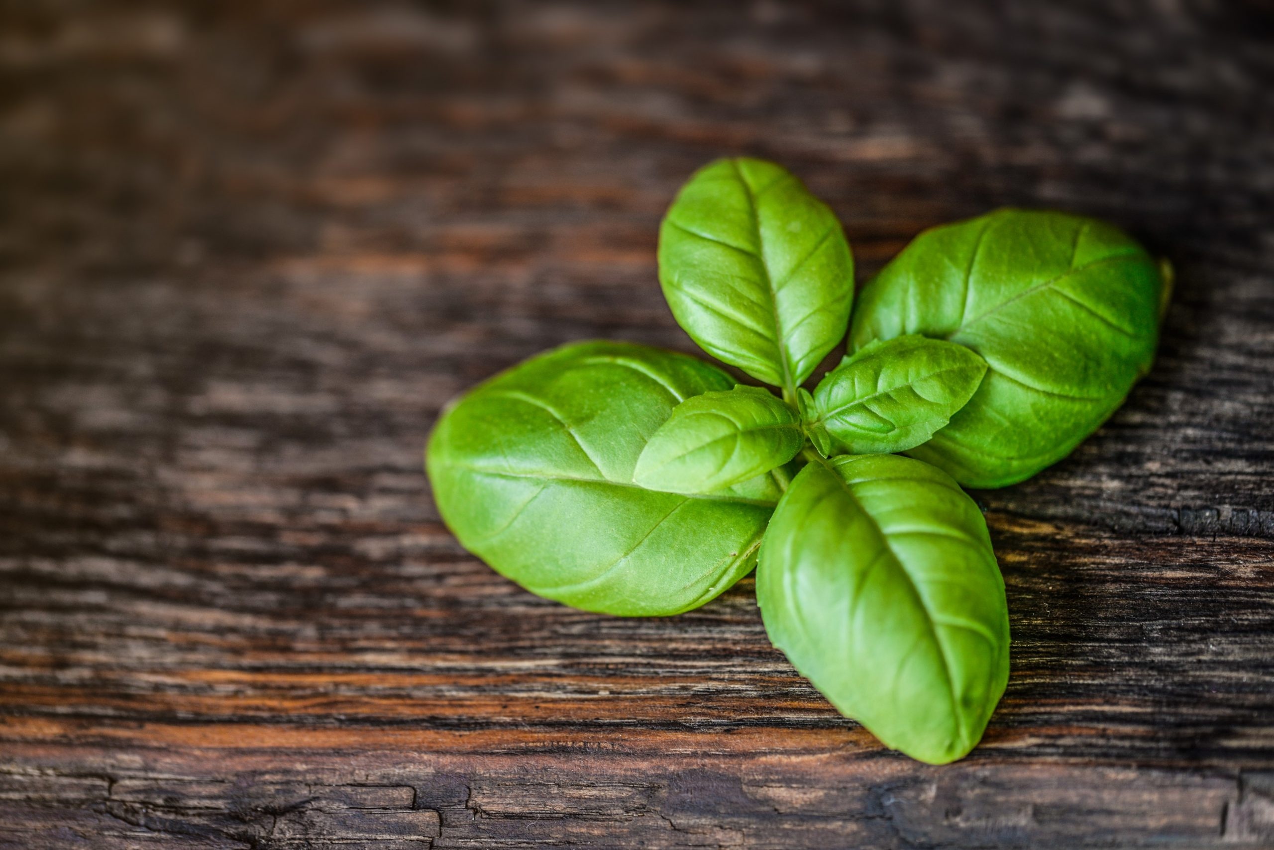 Growing happy basil, Natufia smart garden, Indoor gardening, Homegrown herbs, 2560x1710 HD Desktop