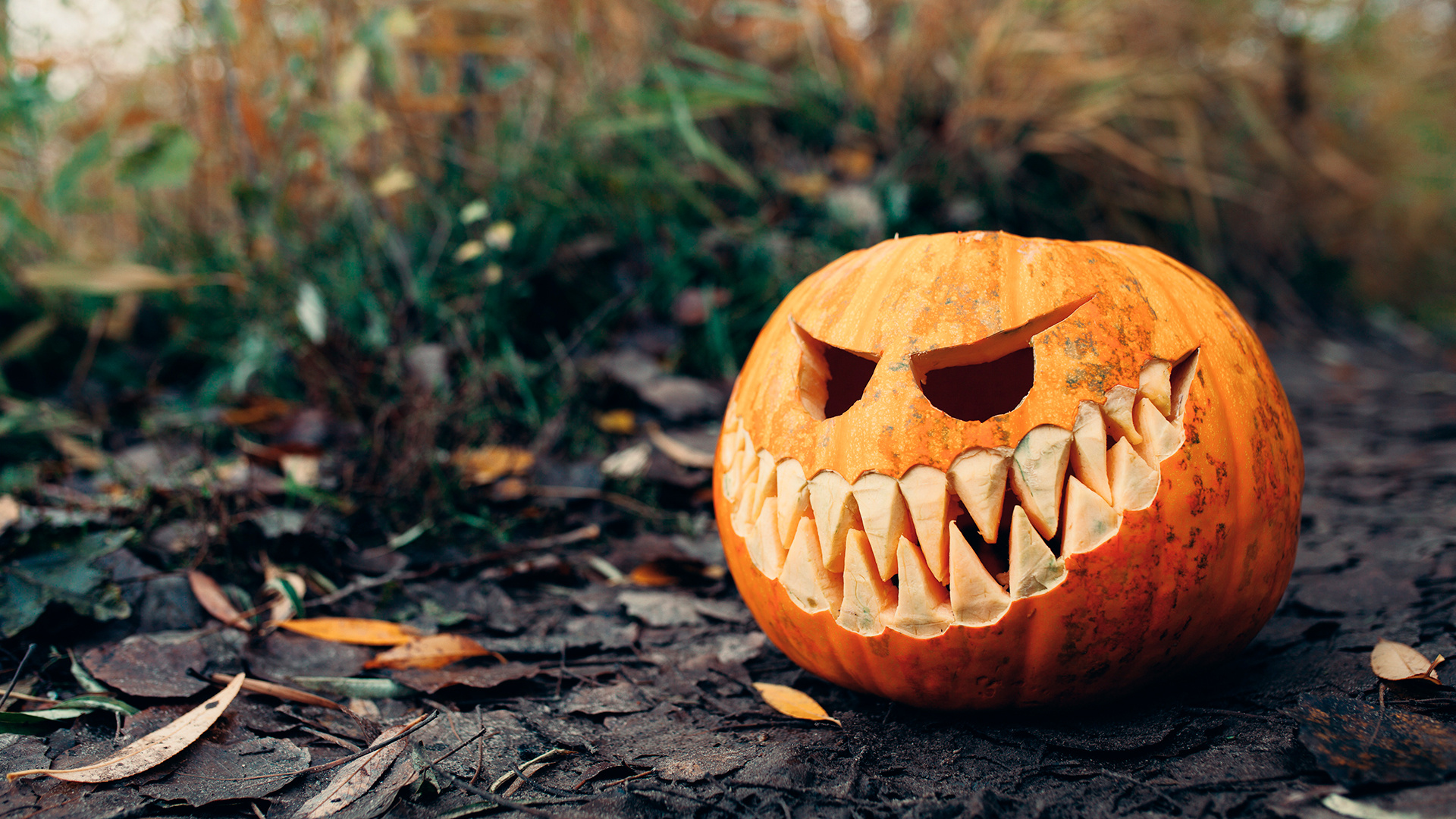 Halloween pumpkins, Holiday season, Windows 10 theme, Festive decorations, 1920x1080 Full HD Desktop