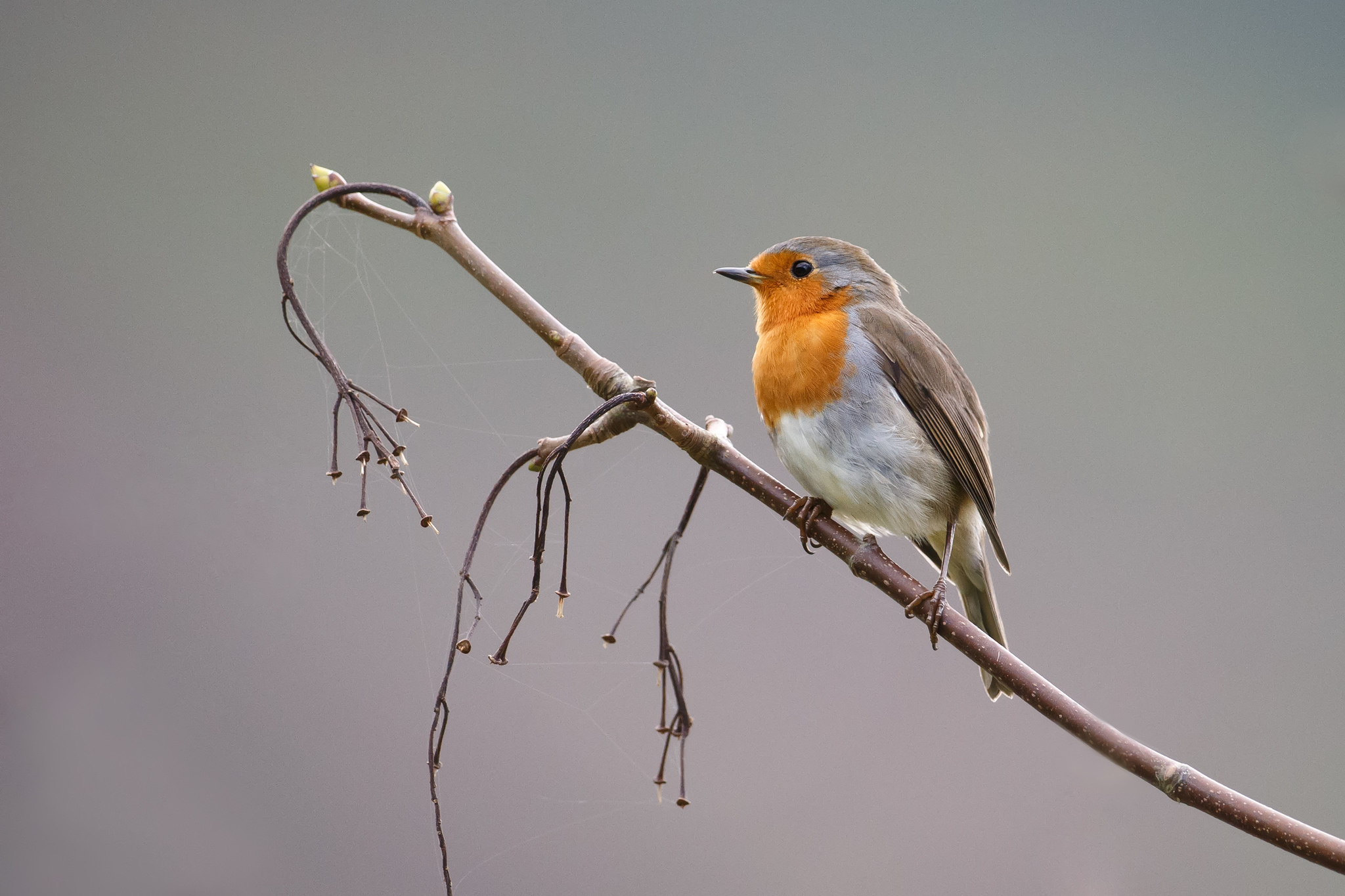 Robin bird wildlife, Vibrant passerine, Immersive wallpapers, Nature's wonders, 2050x1370 HD Desktop