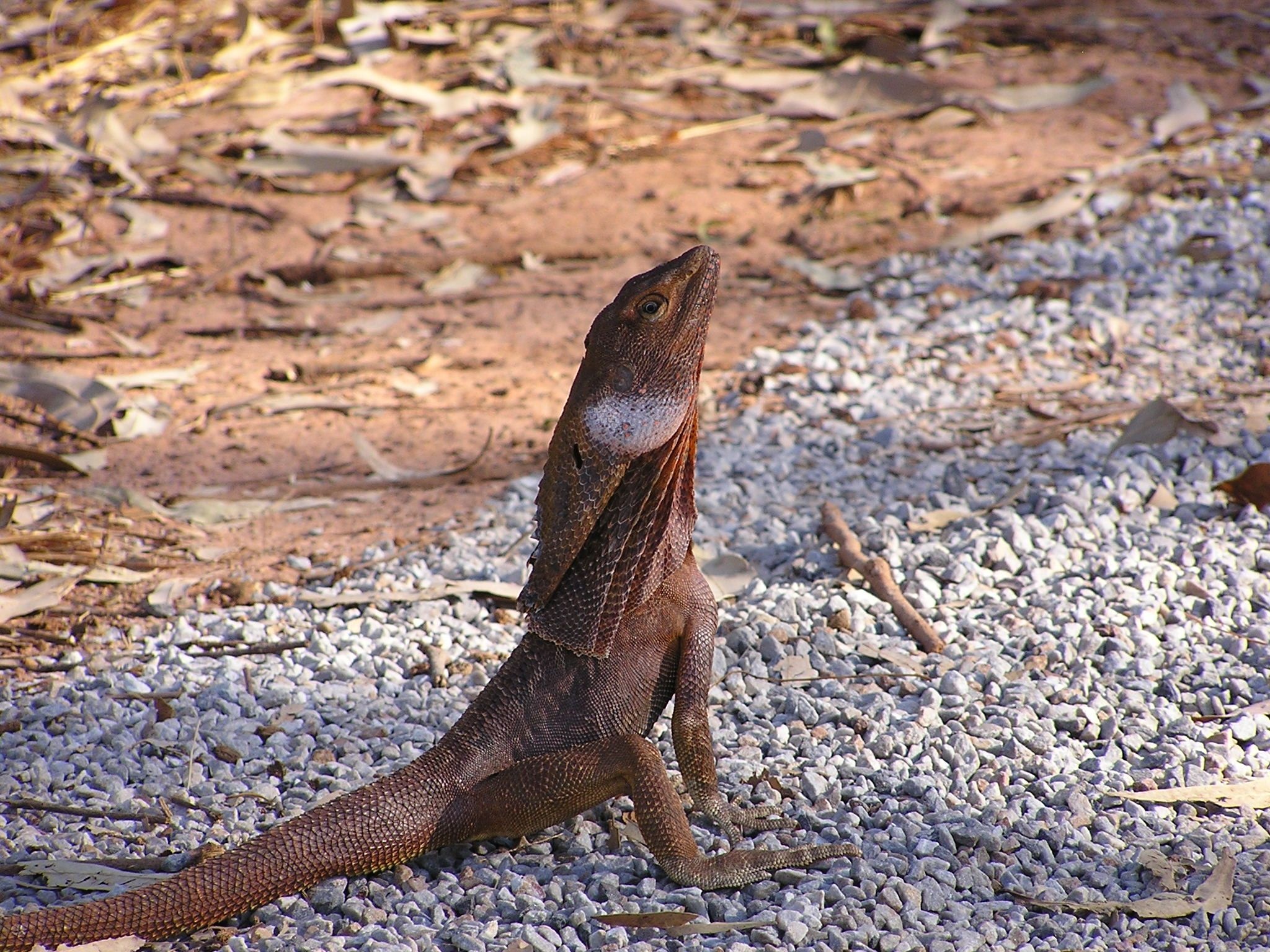 Frill-necked lizard, Unique frilled lizard, Lizard with no frills, Reptilian wonder, 2050x1540 HD Desktop