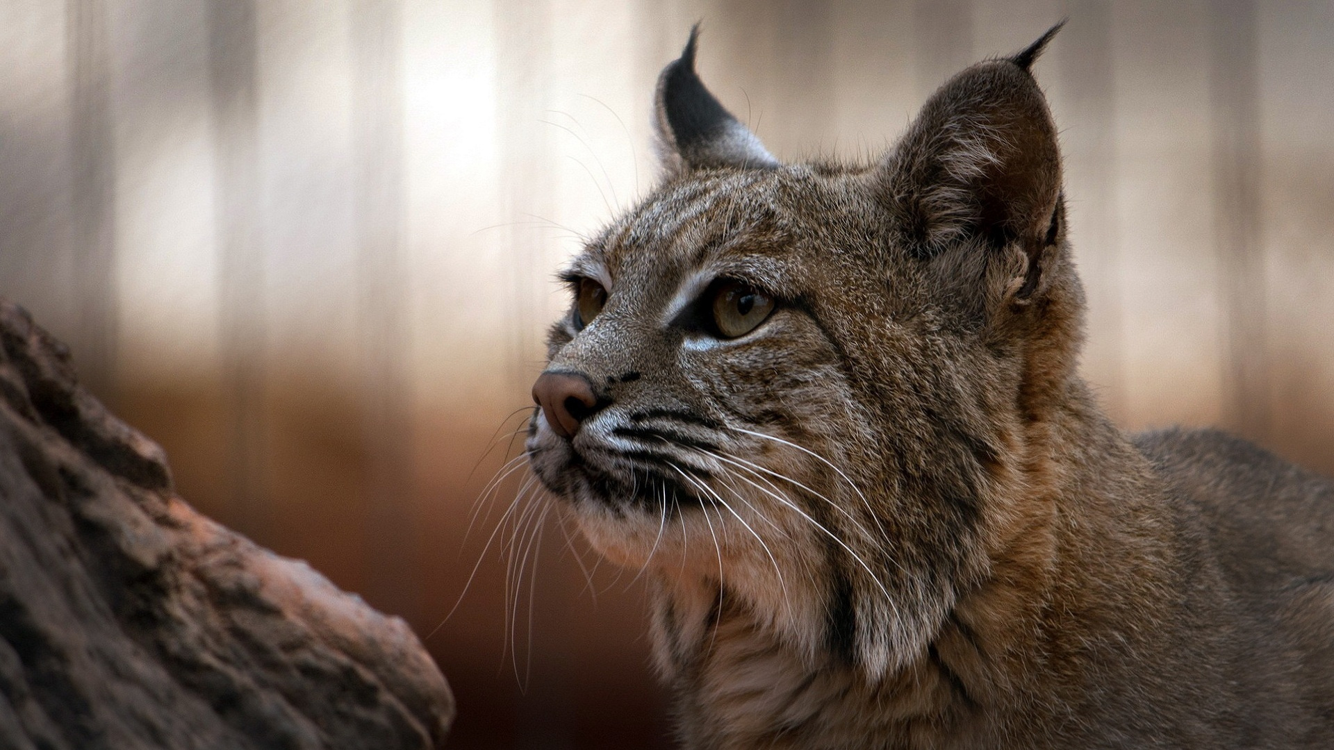 Lynx wallpaper, Fierce predator, Stealthy predator, Camouflaged hunter, 1920x1080 Full HD Desktop