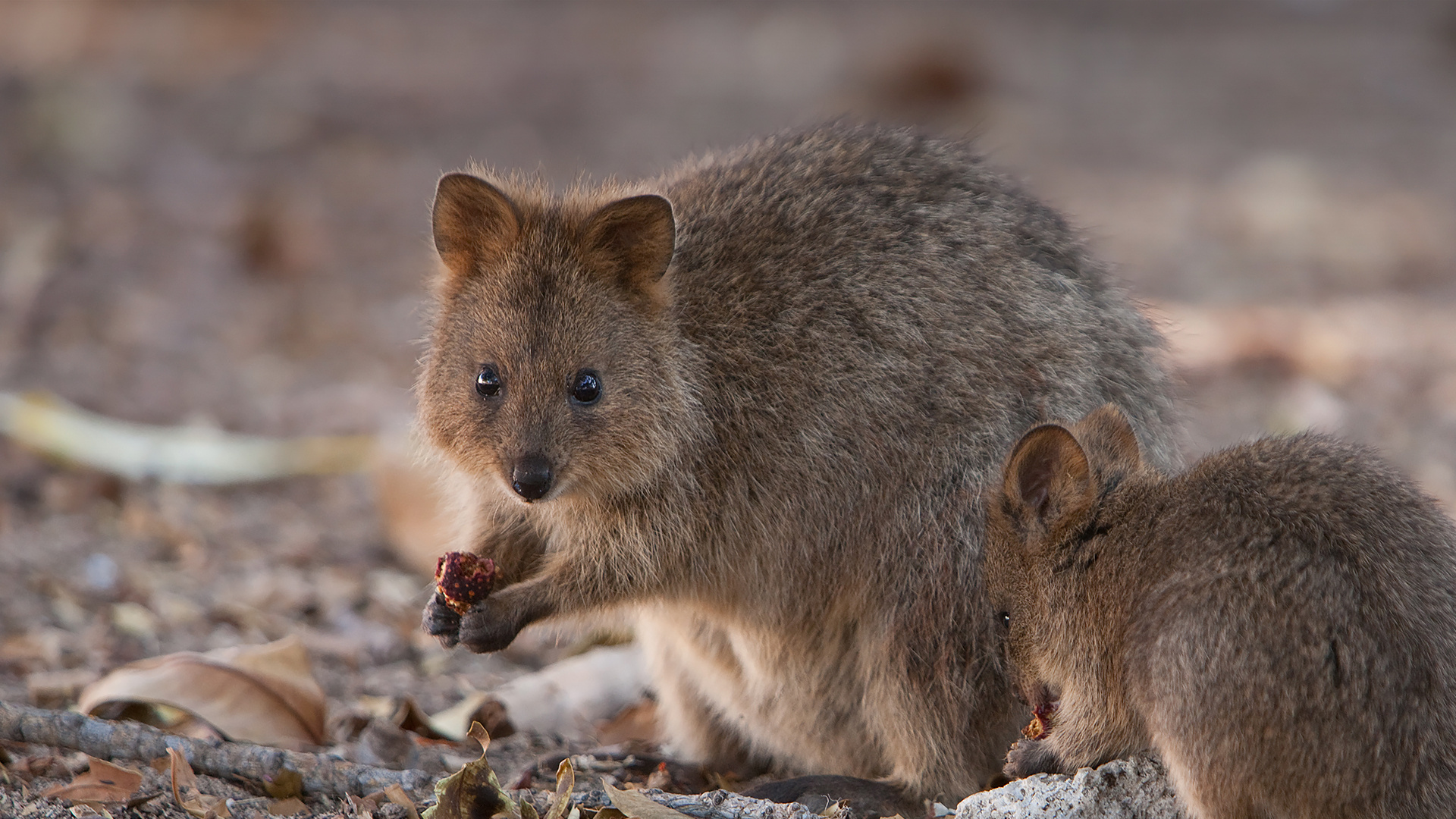 Quokka sanctuary, San Diego Zoo, Australian native fauna, Kangaroo family, 1920x1080 Full HD Desktop